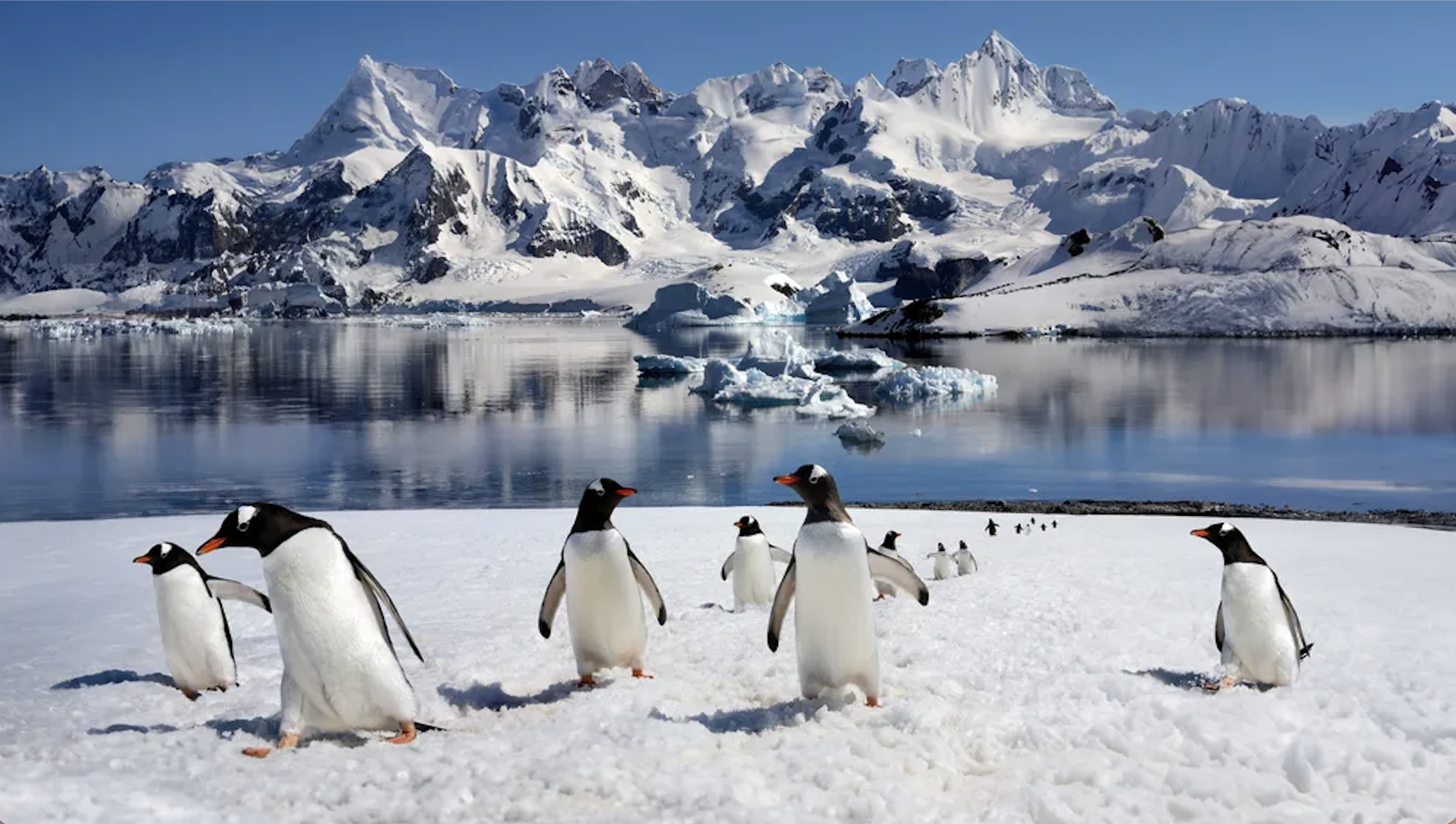 Antartica Penguins.png