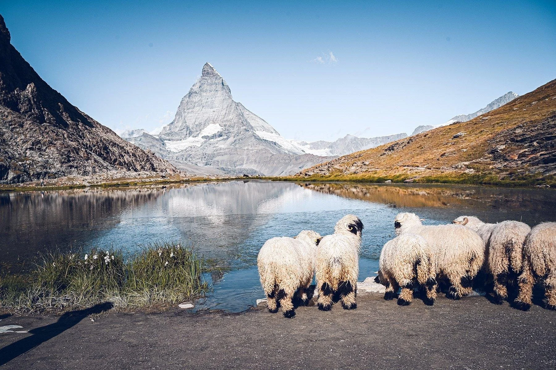 Sheep & Matterhorn.jpeg