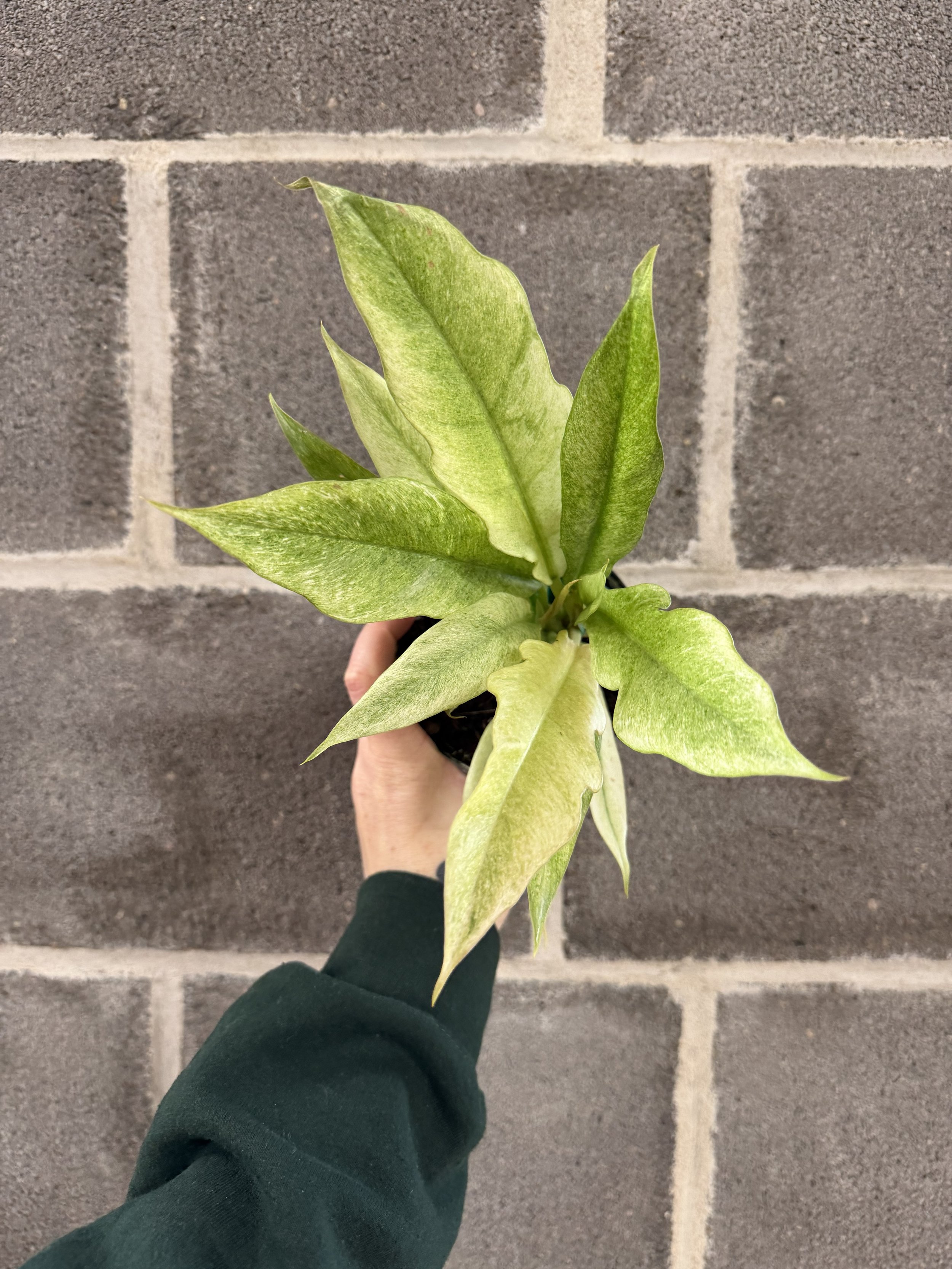 CC - Philodendron Pluto Mint