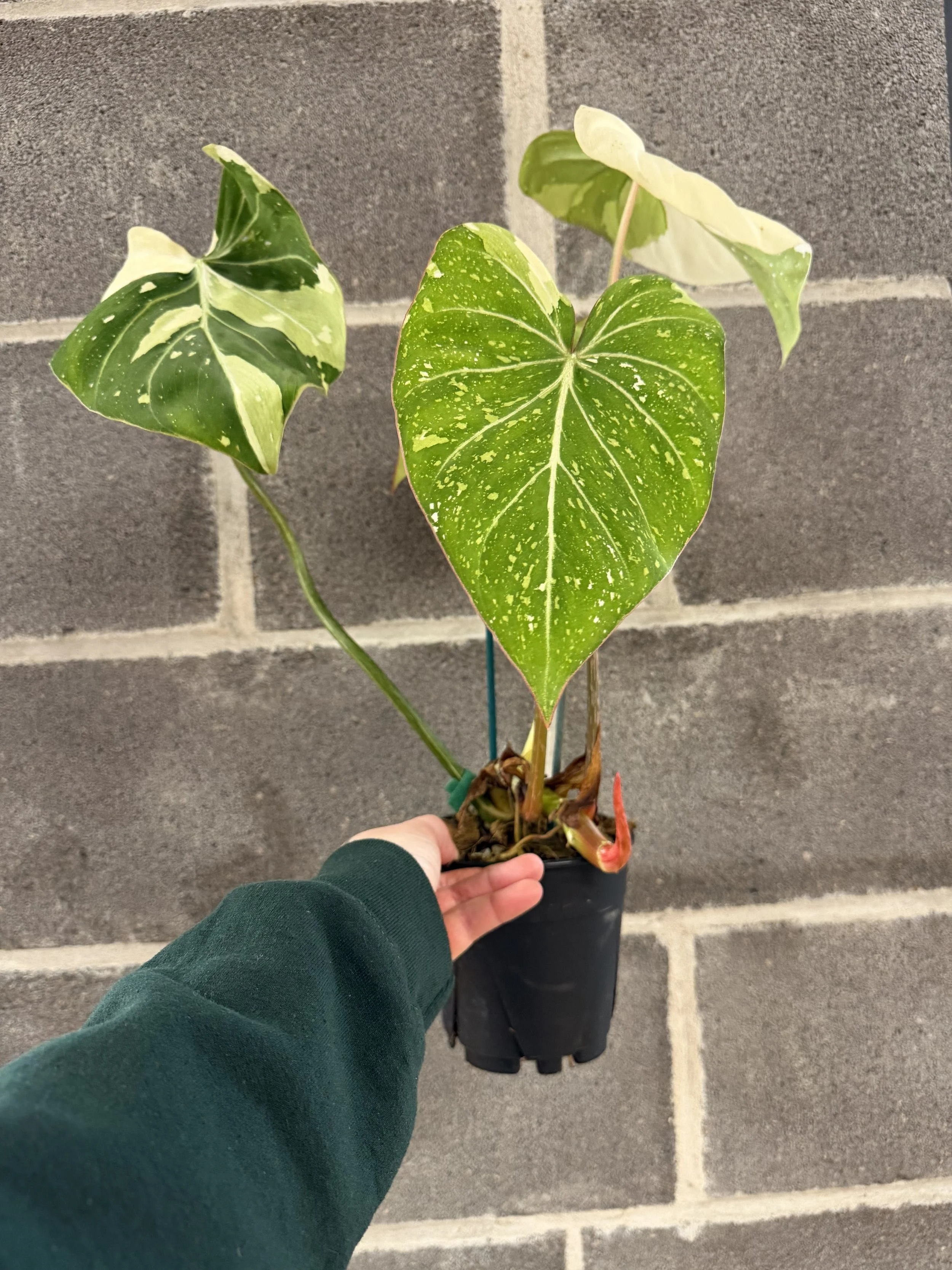 CC - Philodendron Gloriosum Variegated 5"