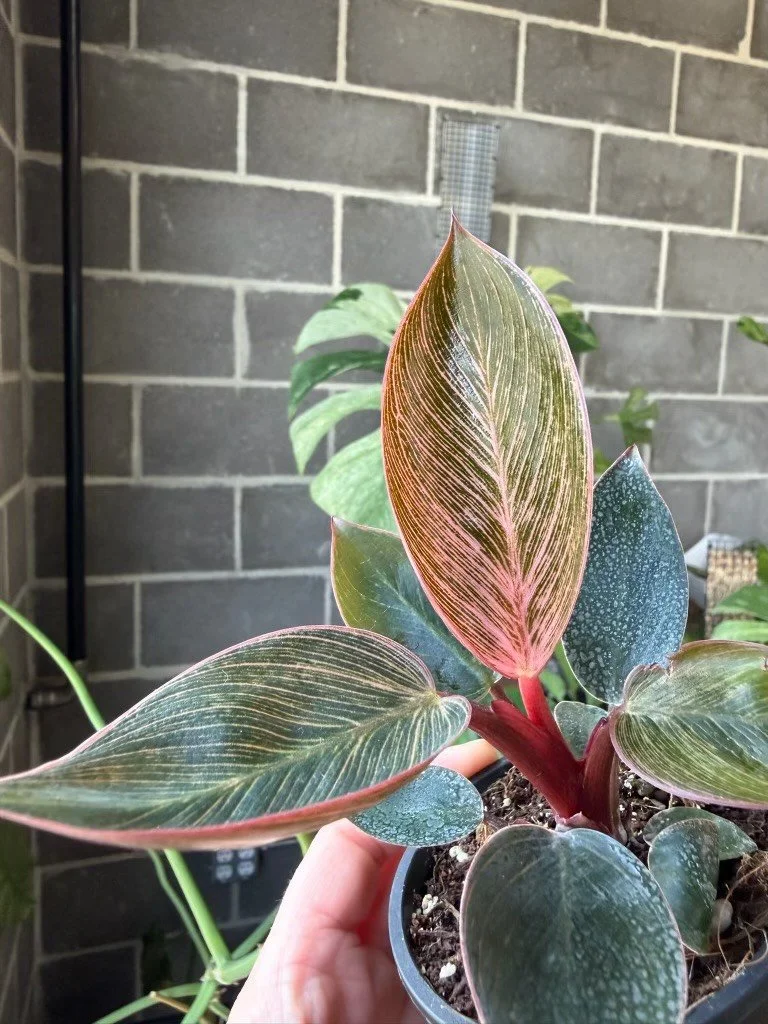Pink_Birkin_Philodendron2.jpeg