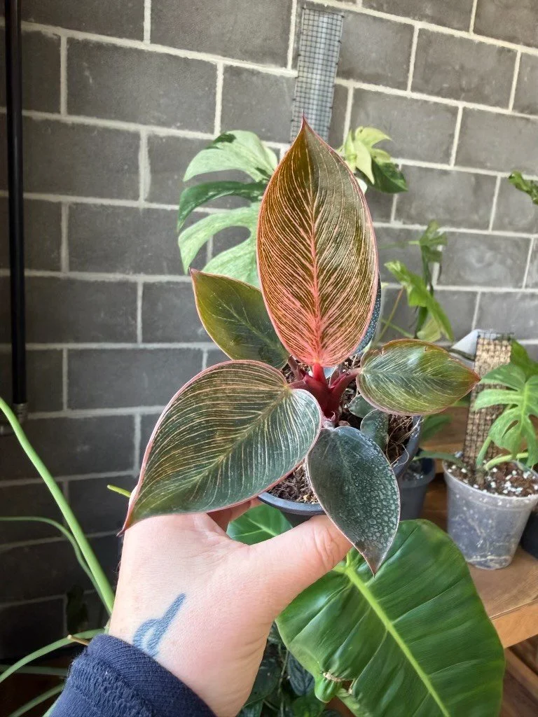 Pink_Birkin_Philodendron1.jpeg