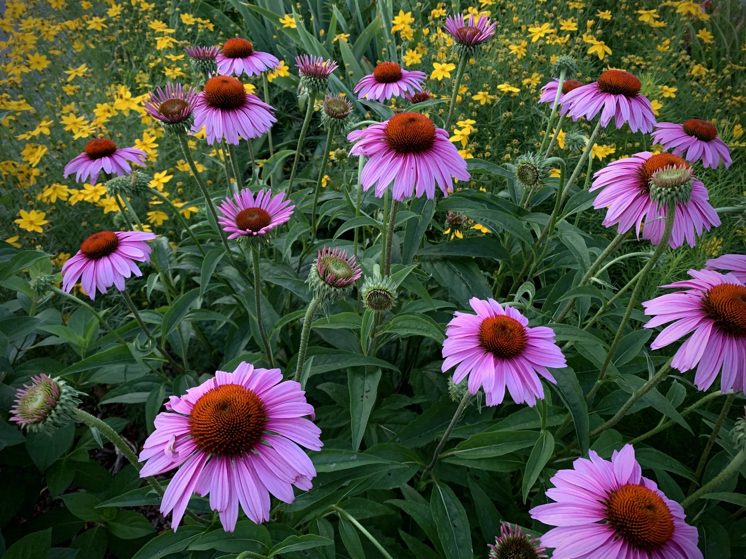 Photo by Suzanne Garr