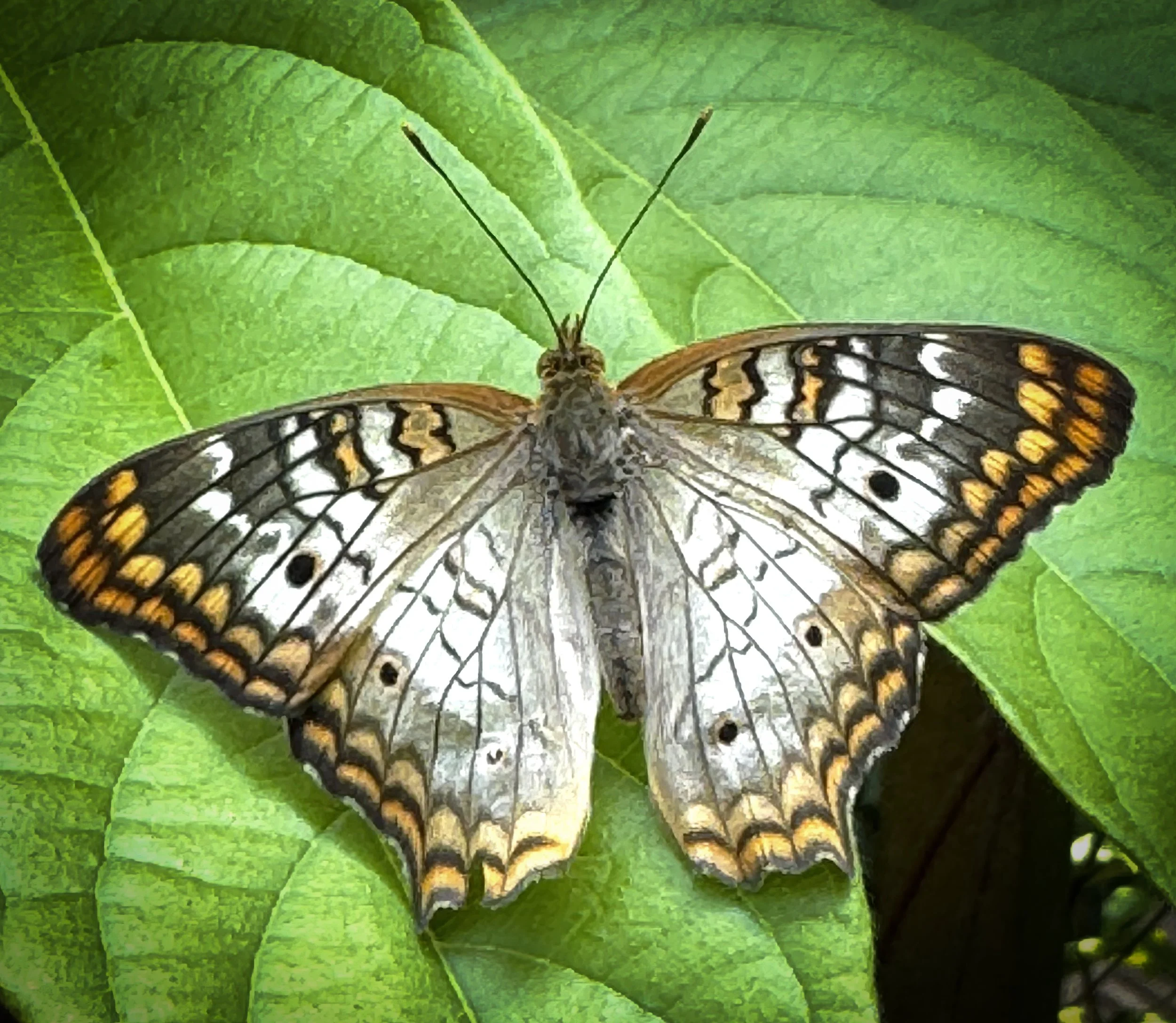 Nature's Pattens.jpg