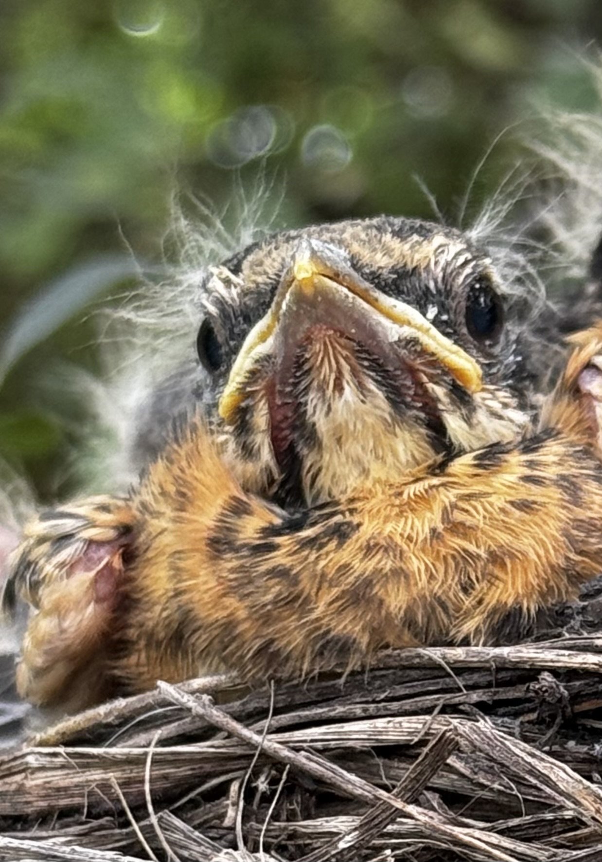 Photo by Suzanne Garr