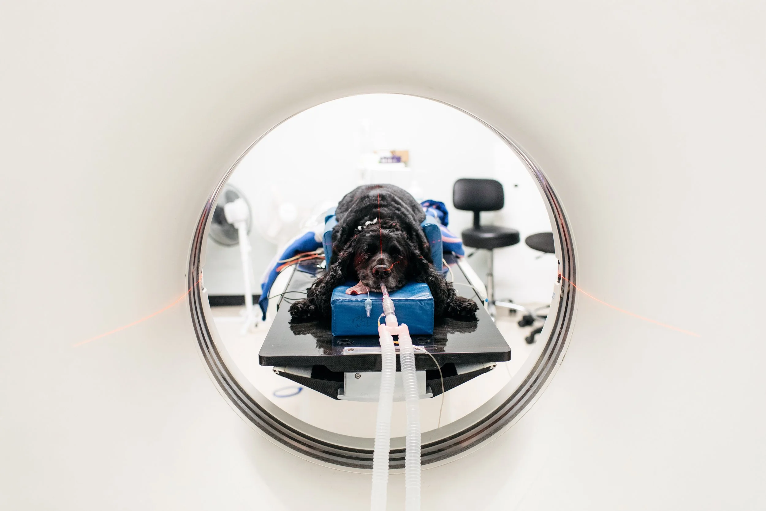 A dog lying on a medical examination table inside a CT scan machine, with wires attached to its paw and a breathing tube, in a medical setting.