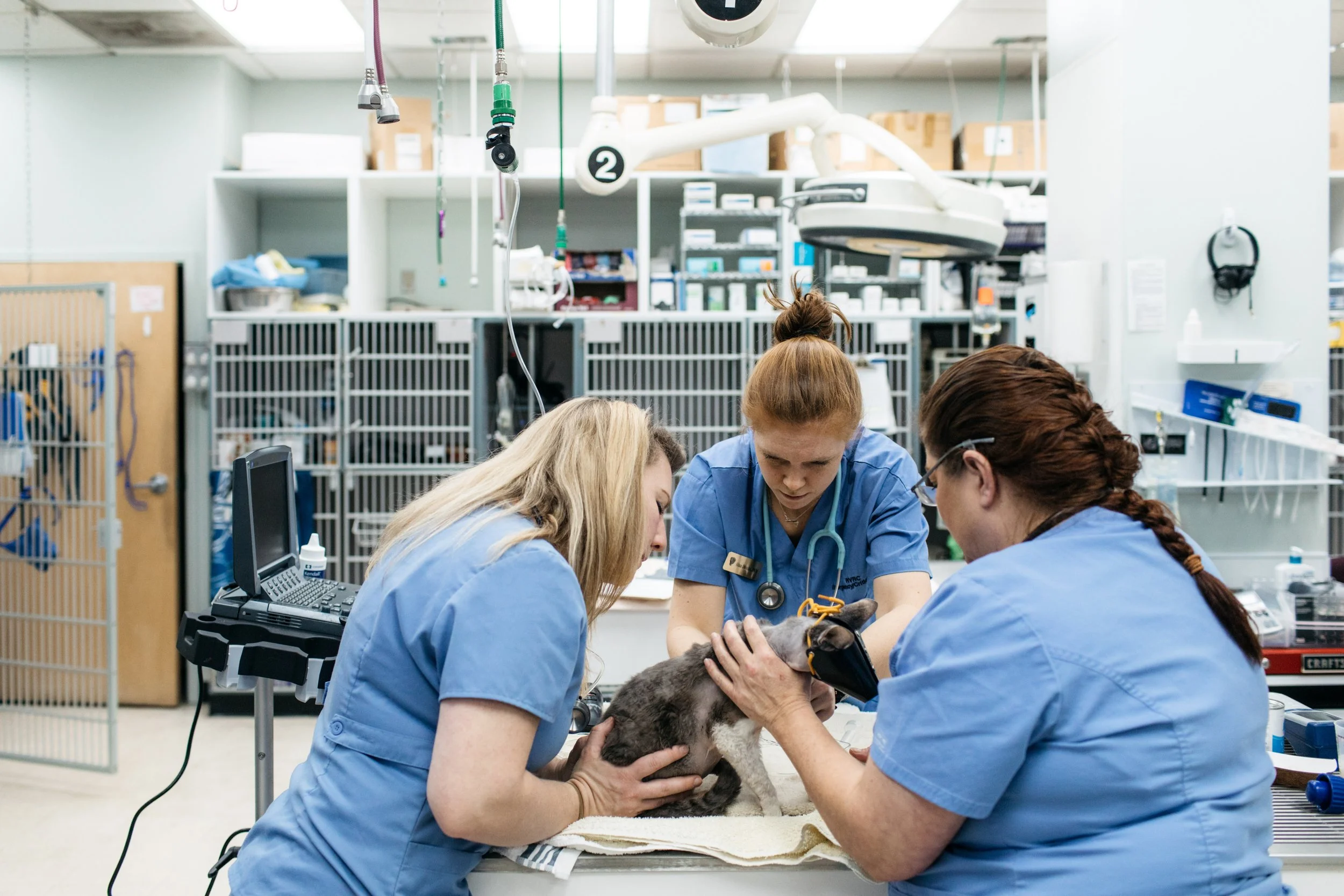 Group of veterinary professionals examining a puppy in a veterinary clinic.