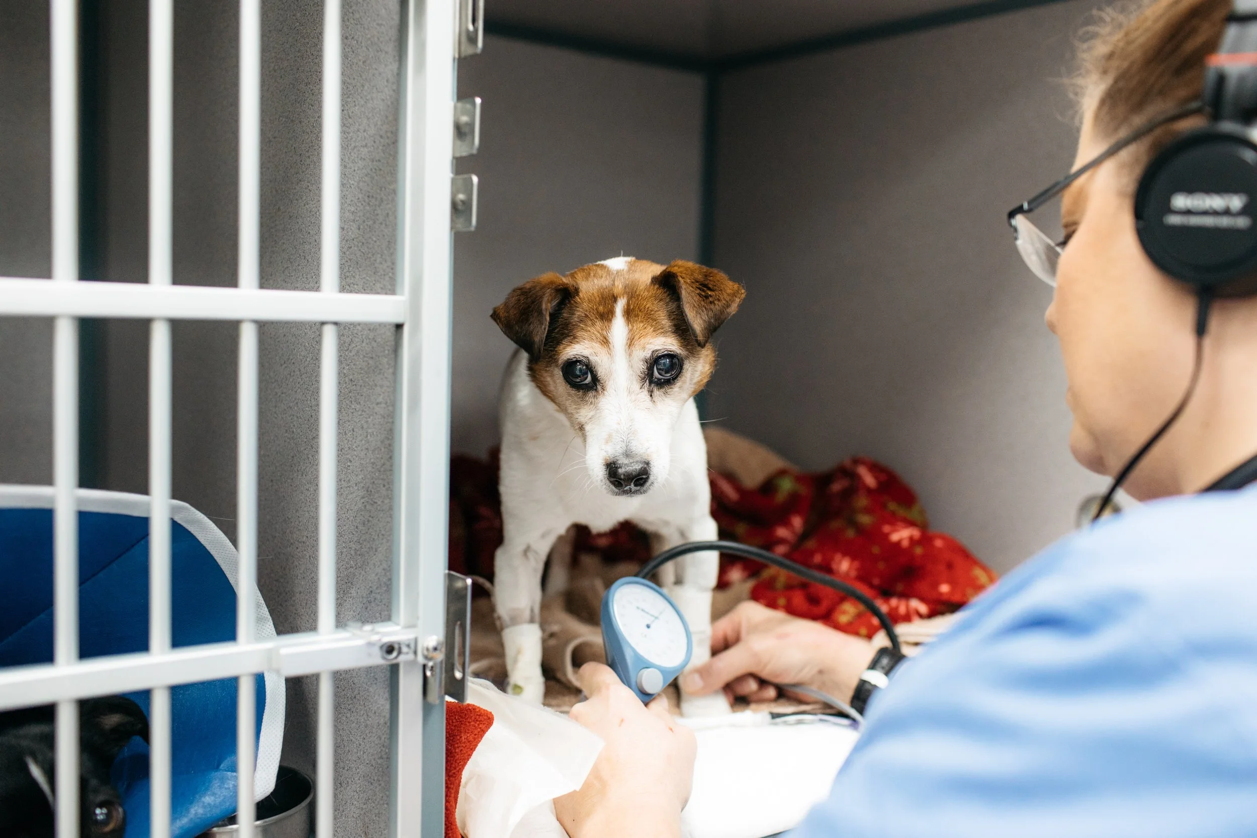 A veterinarian uses a stethoscope on a white dog with brown patches inside a kennel at the animal clinic, with a woman visible in the background.