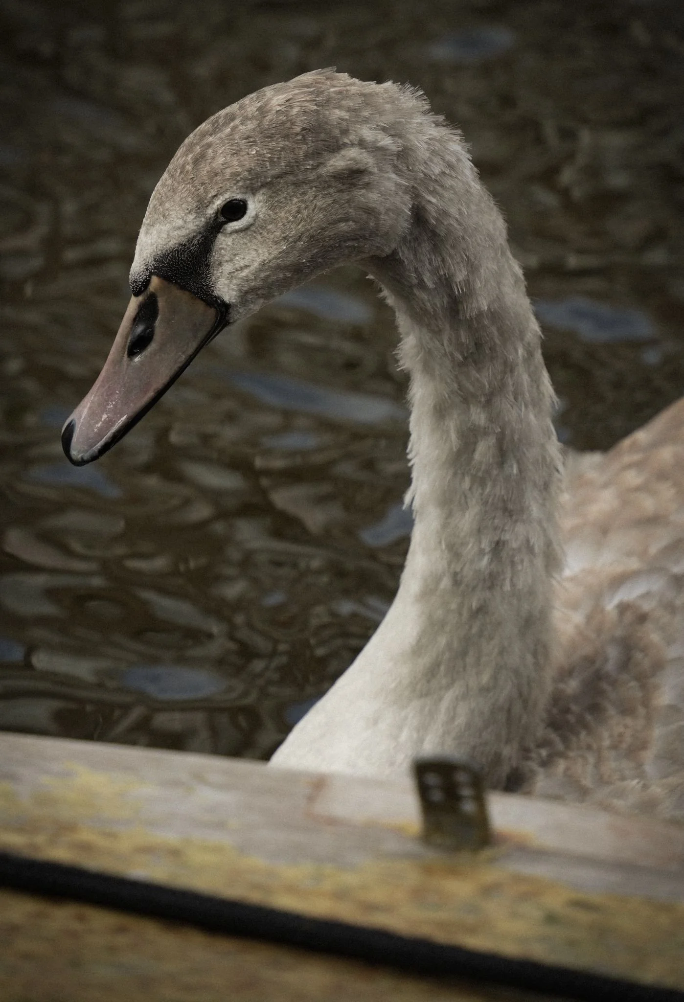 A young swan exploring the canals of Amsterdam.