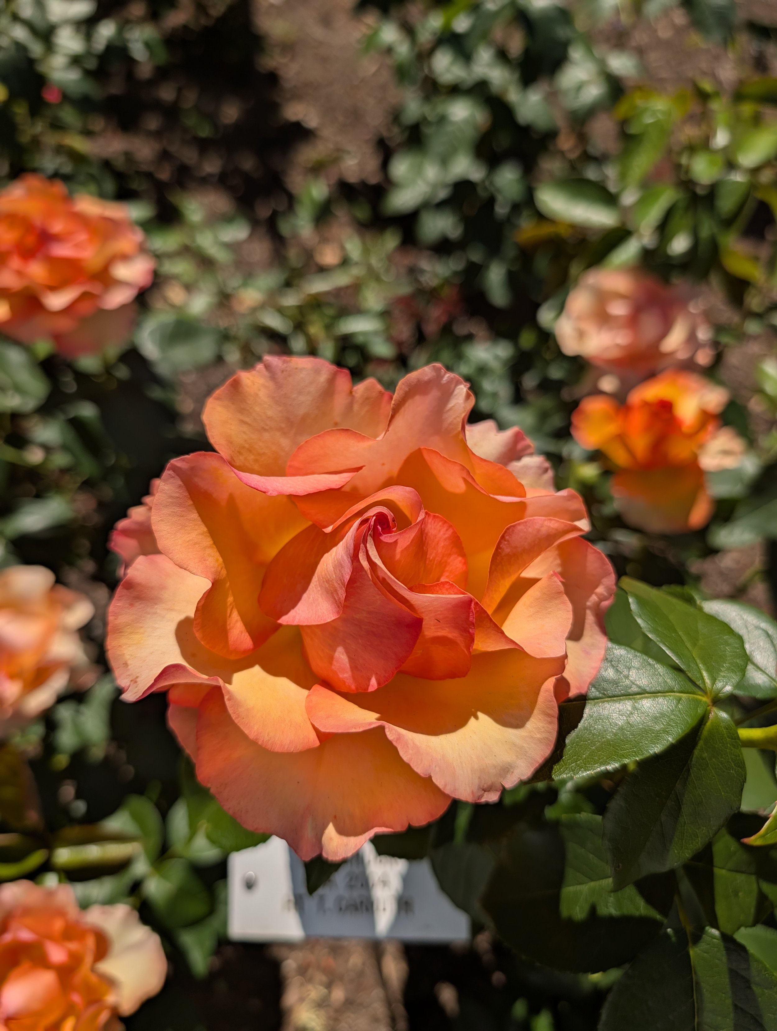 PXL_20260613_211844241.jpg