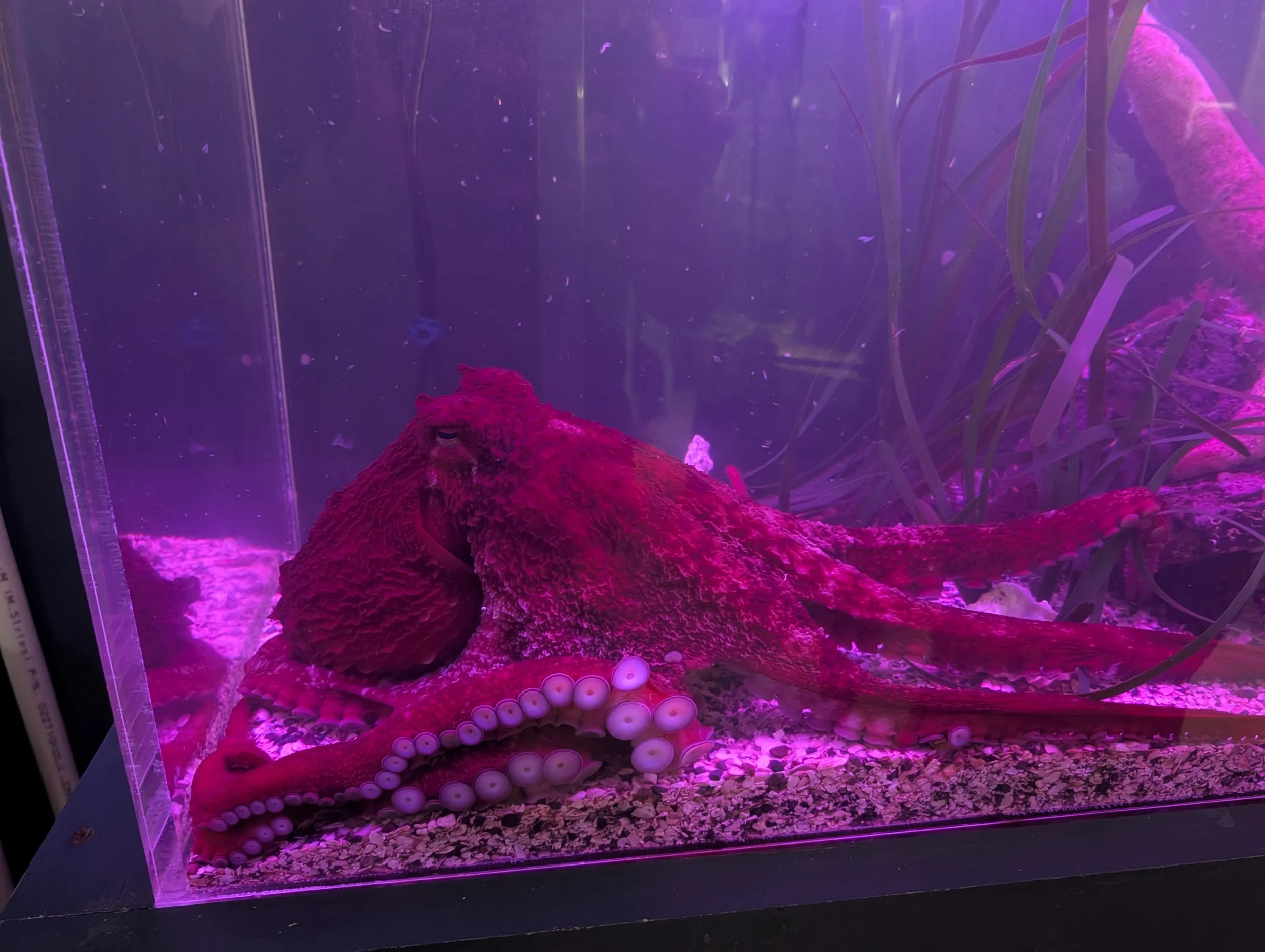 PXL_20260625_180859237.jpg