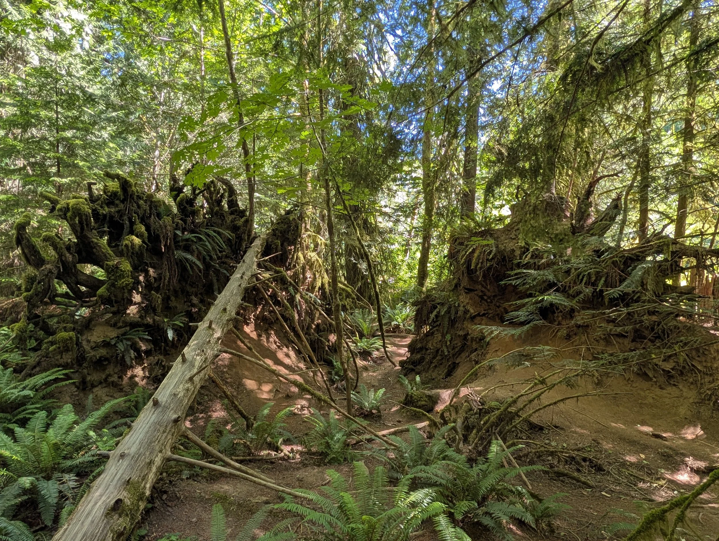 PXL_20260618_183126996.jpg