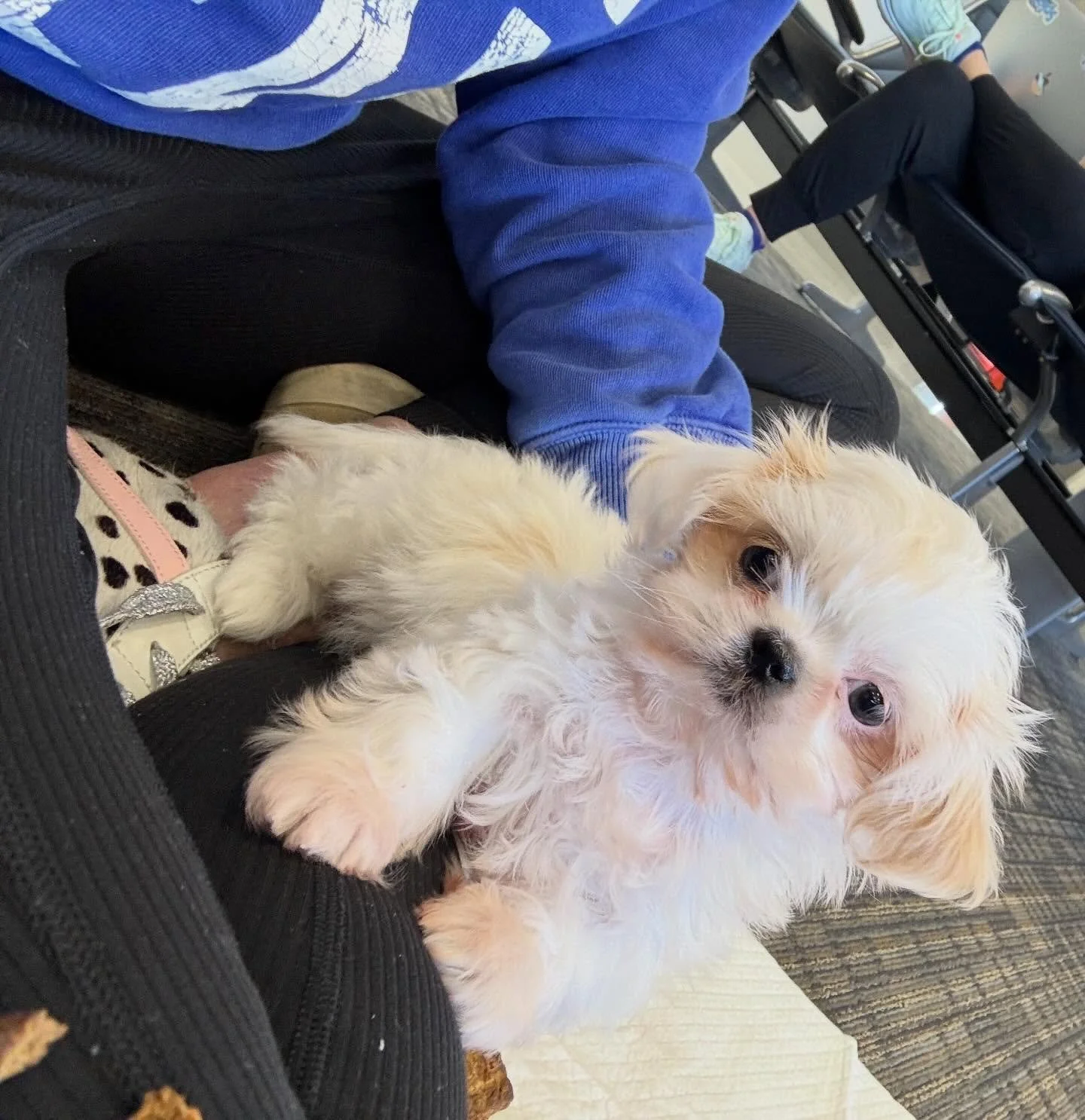 The @rubyandcobymeredithshoger family has a new jewel! Meet Pearl Beverly Shoger. She is a tiny wonderful treasure. Our girl pack is complete. #imperialshihtzu #pearlbeverly #babydog