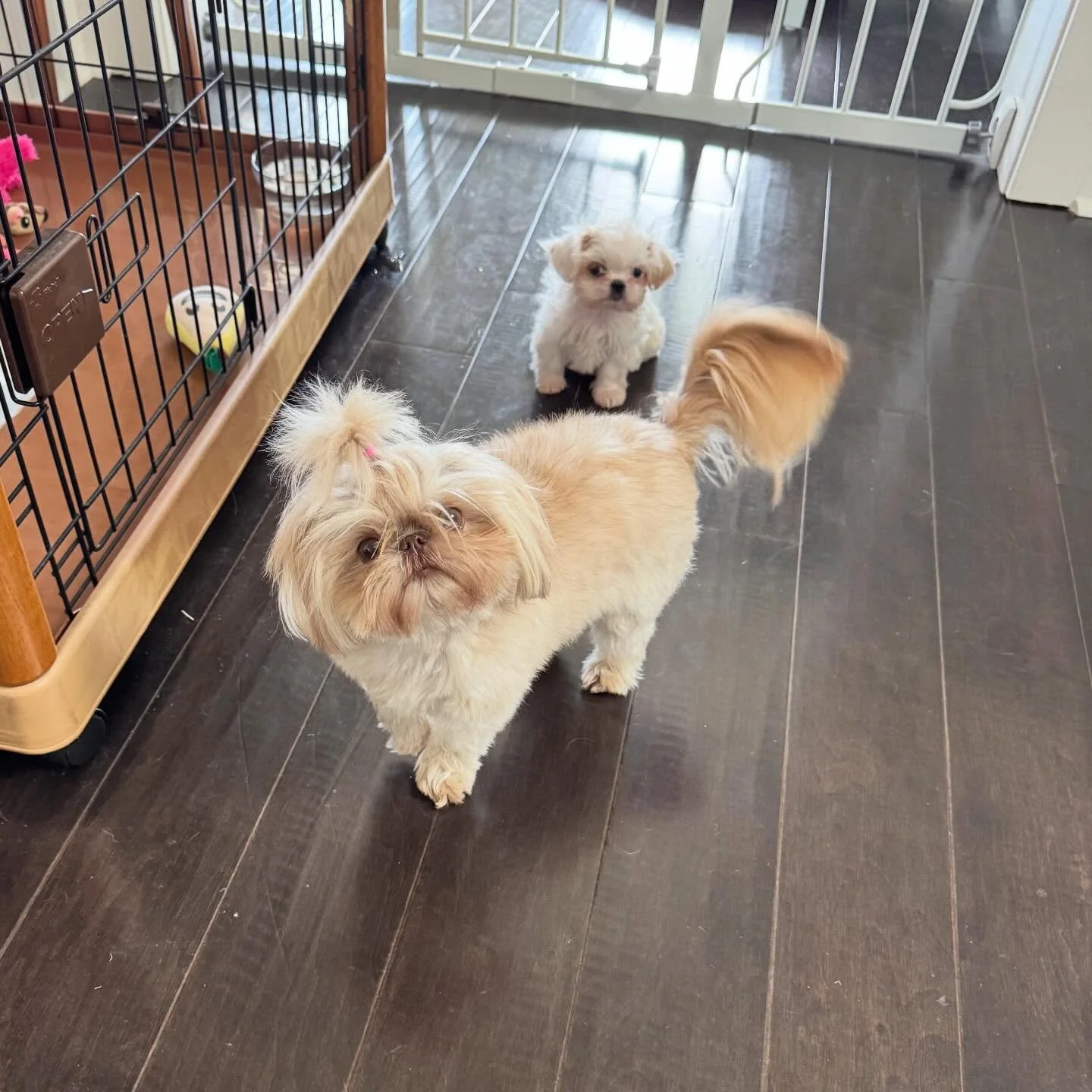 Sisters. Well technically half sisters. Violet is taking our new addition the best. Ruby &amp; Wren are less enthusiastic about their baby aunt. Violet just wants to know when Pearl will be ready to play. #imperialshihtzu #girlpack #treasures
