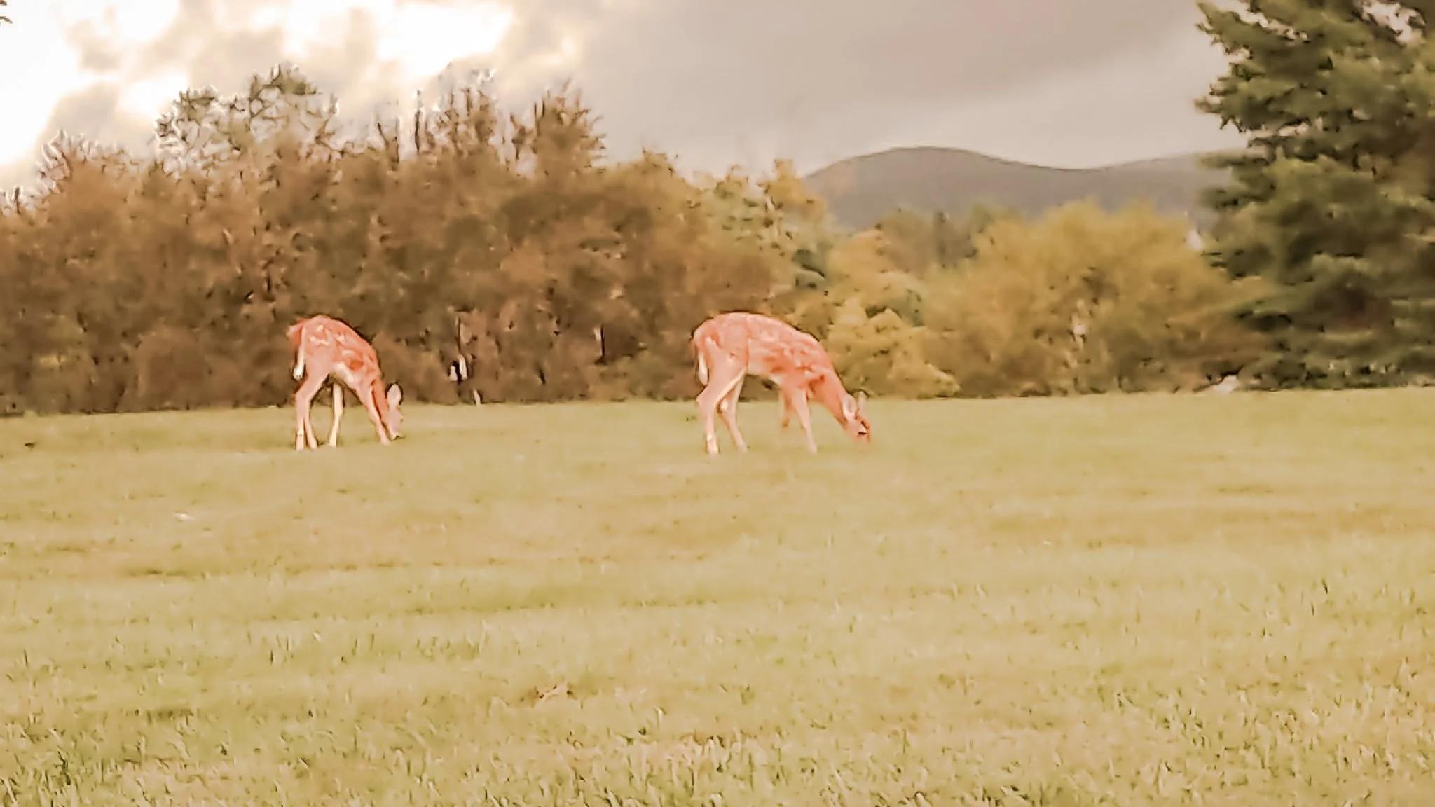 Two giraffes grazing on a grassy field with a backdrop of trees and mountains in the distance.