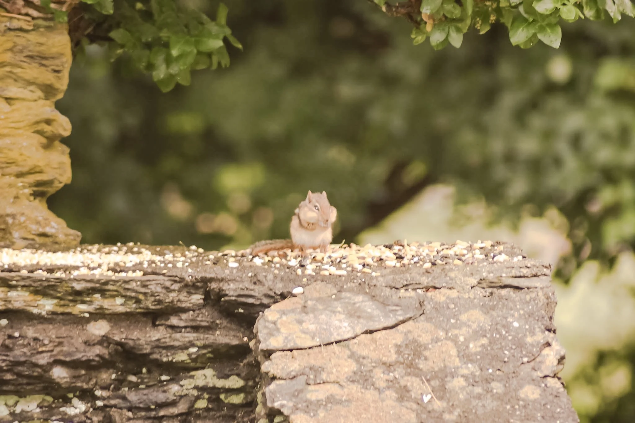 A small rodent, possibly a chipmunk, sitting on a weathered wooden surface surrounded by scattered bird seeds, with greenery in the blurred background.