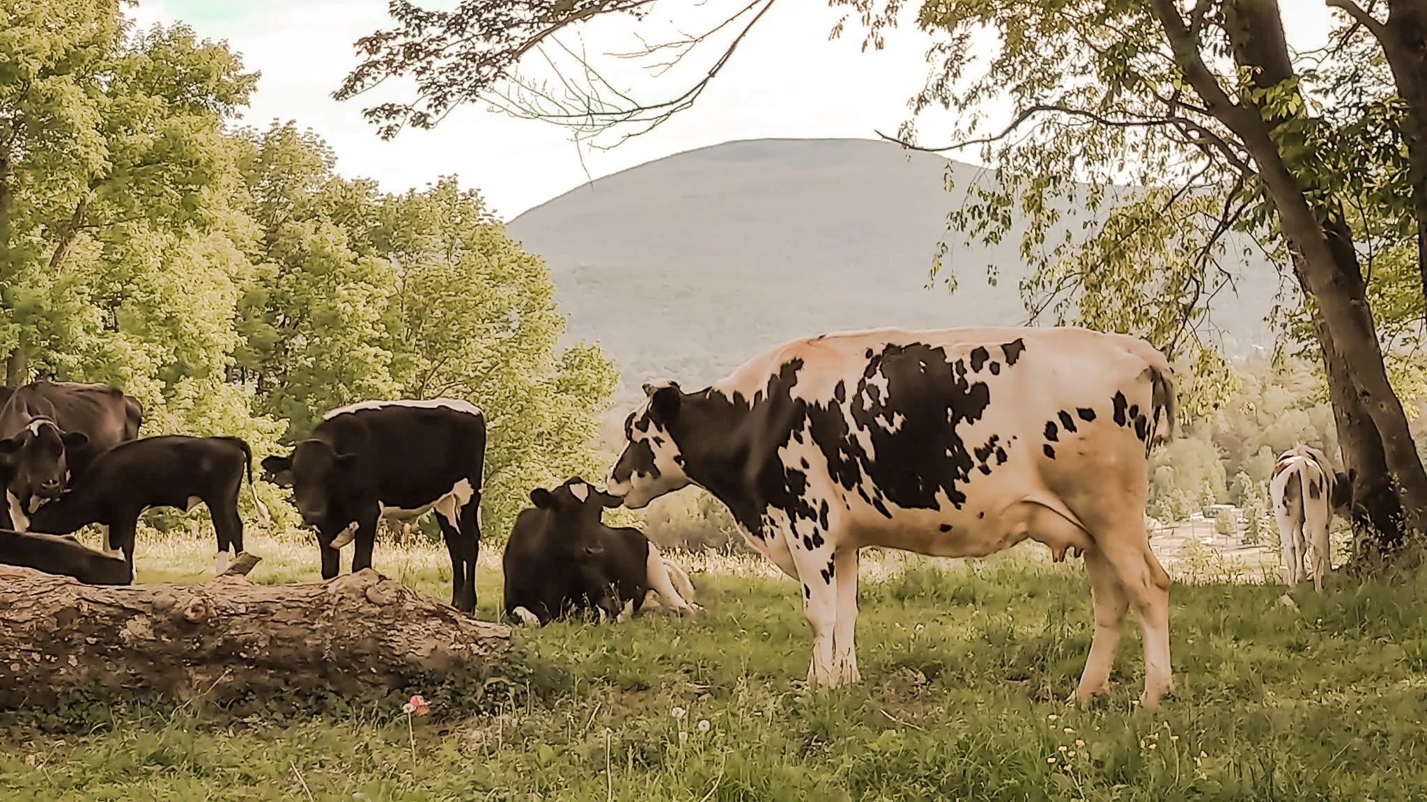Black and white cows and black cows resting and grazing under trees on a grassy field, with a mountain in the background.