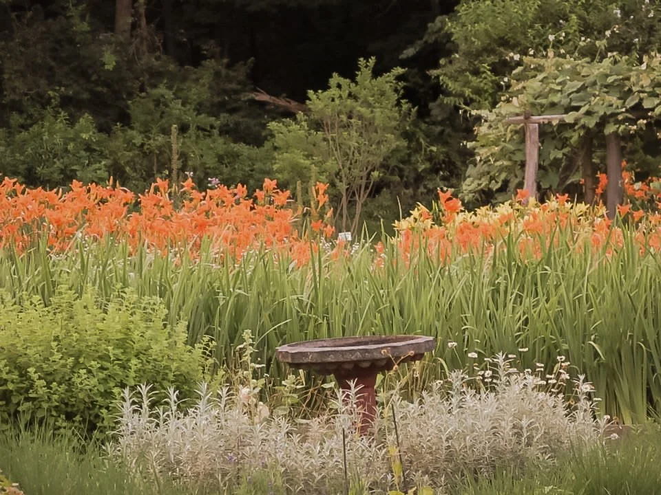 A garden with orange daylilies, green foliage, a birdbath, and a small fence in a lush, green backdrop.