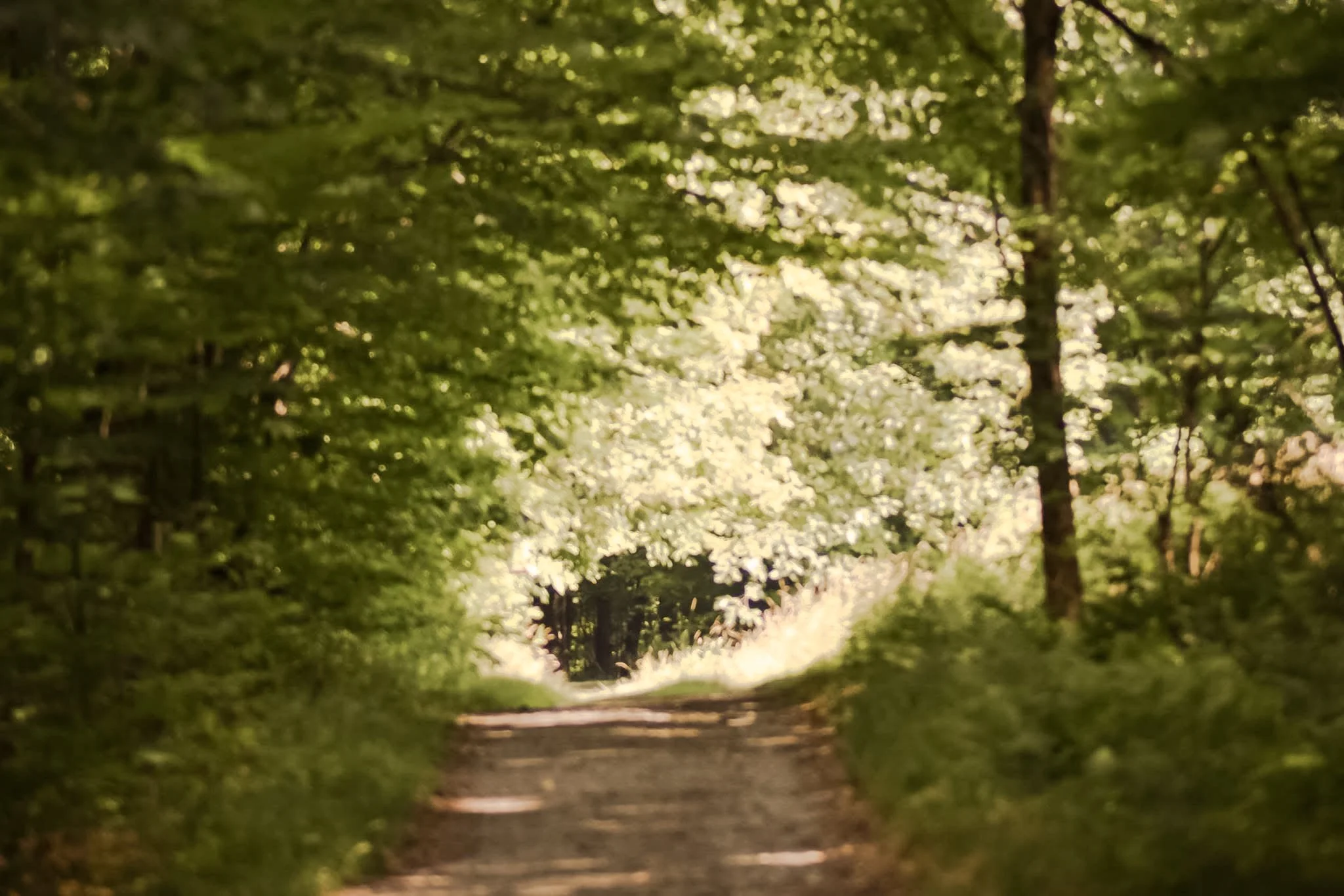 A dirt road surrounded by lush green trees with white blossoms, leading into a sunlit forest.