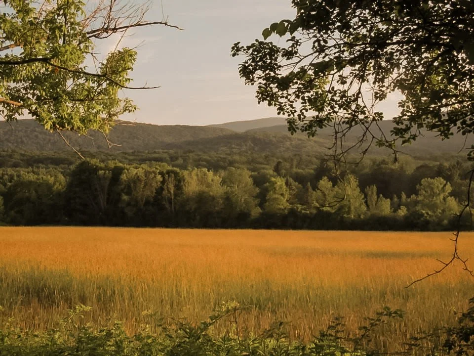 A scenic landscape with a field of tall grass in the foreground, dense trees and forest in the middle ground, and rolling hills or mountains in the background, under a partly cloudy sky.