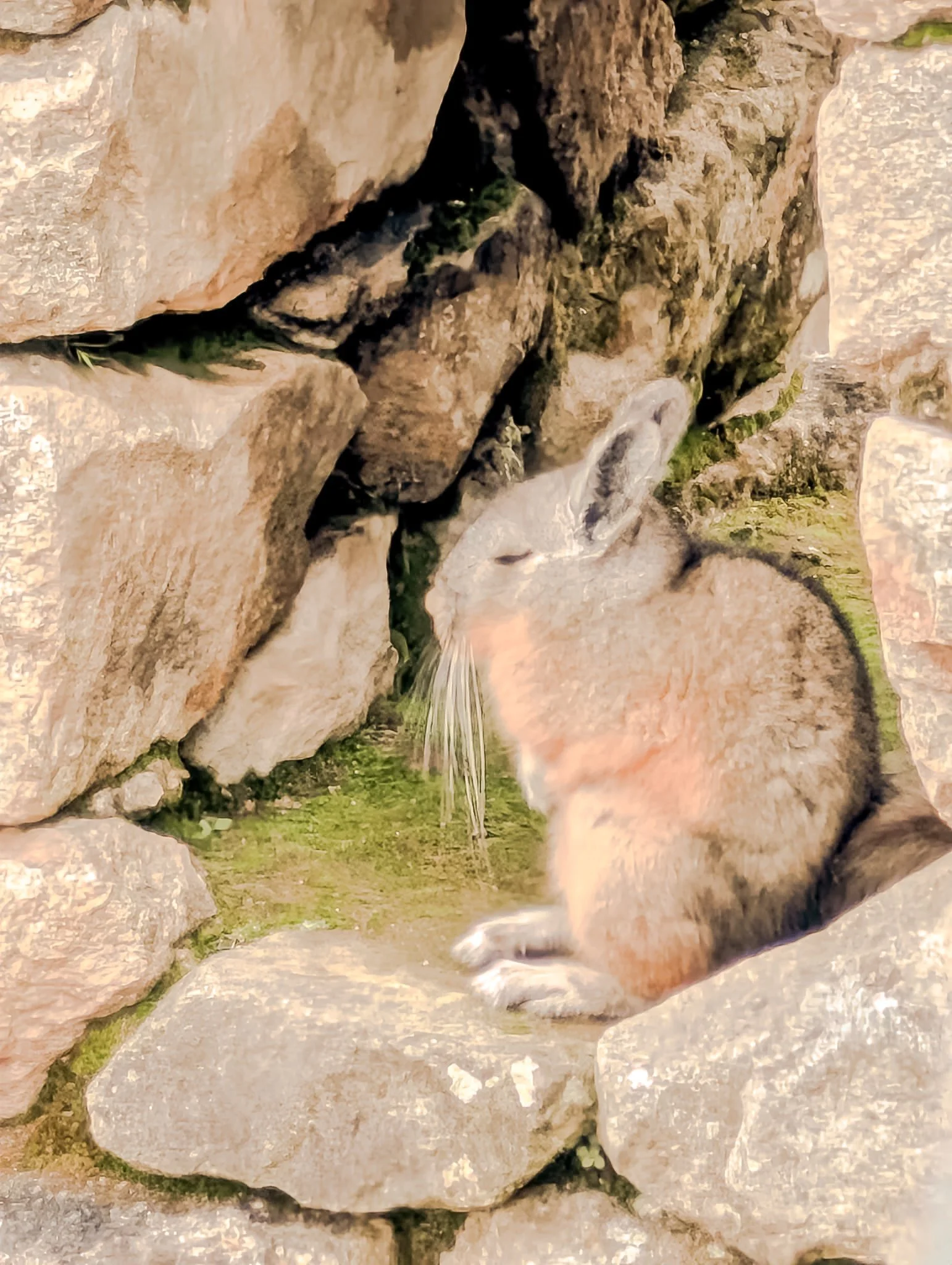 A chinchilla sitting among rocks with some moss, with water streams falling over its face.