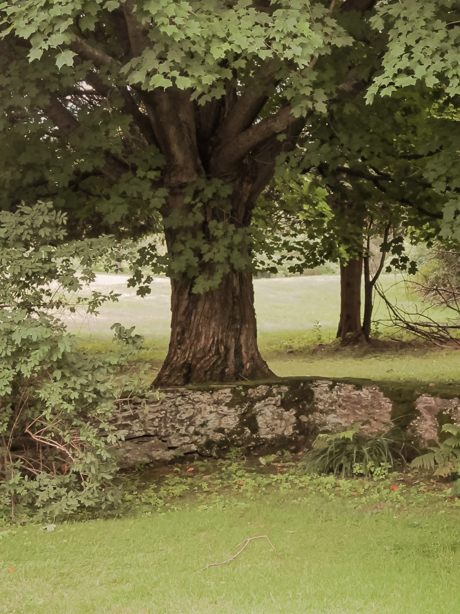 Large tree with green leaves and textured trunk in a grassy area with rocks at the base, next to another smaller tree, under a partly cloudy sky.