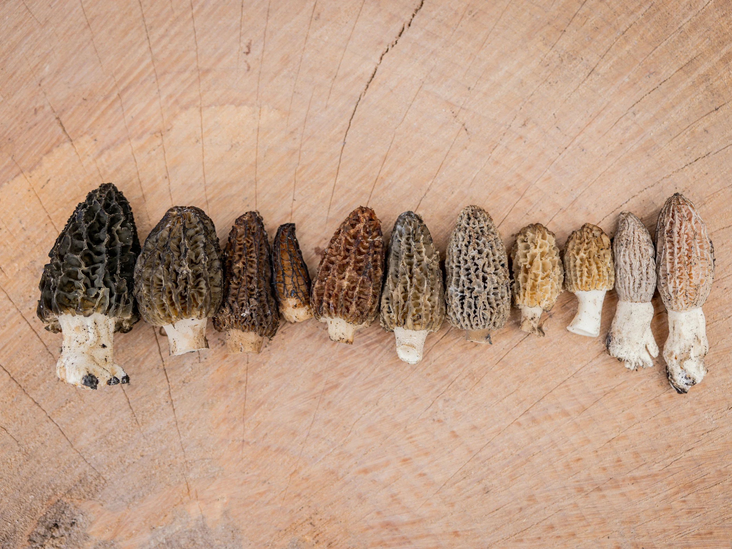 WILD GATHERING: Tips for Springtime Foraging