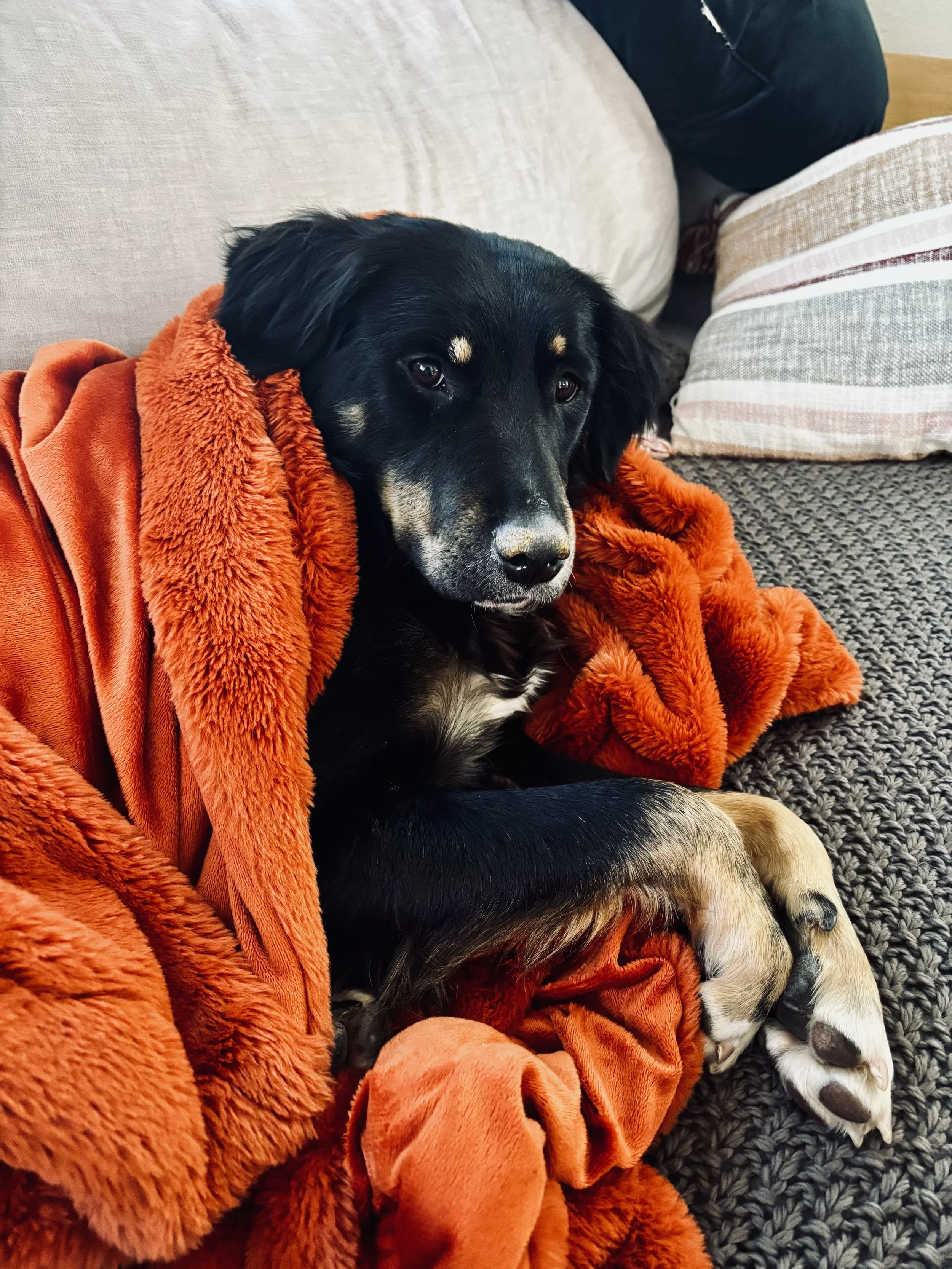 A black puppy with tan paws, lying on a couch wrapped in an orange fuzzy blanket, looking directly at the camera.
