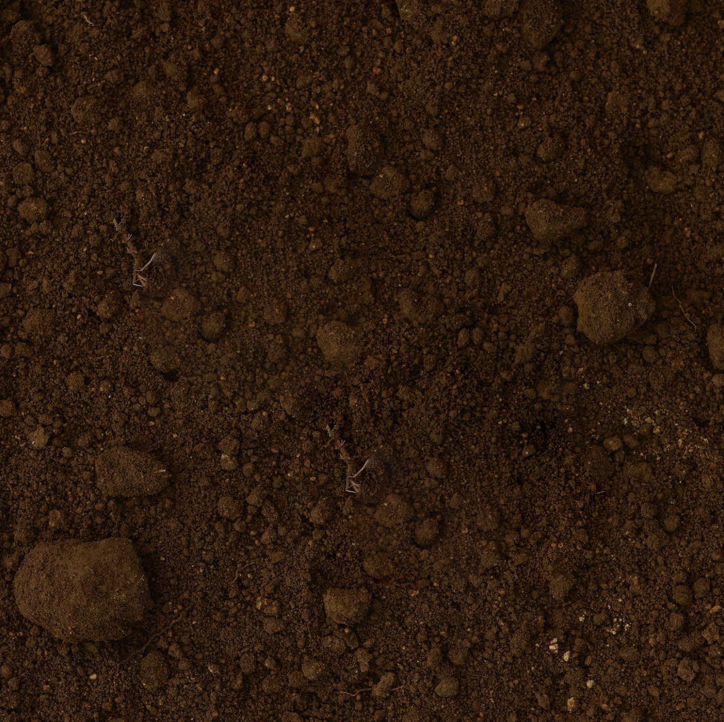 Close-up of dark, reddish-brown soil with small clumps and tiny roots.