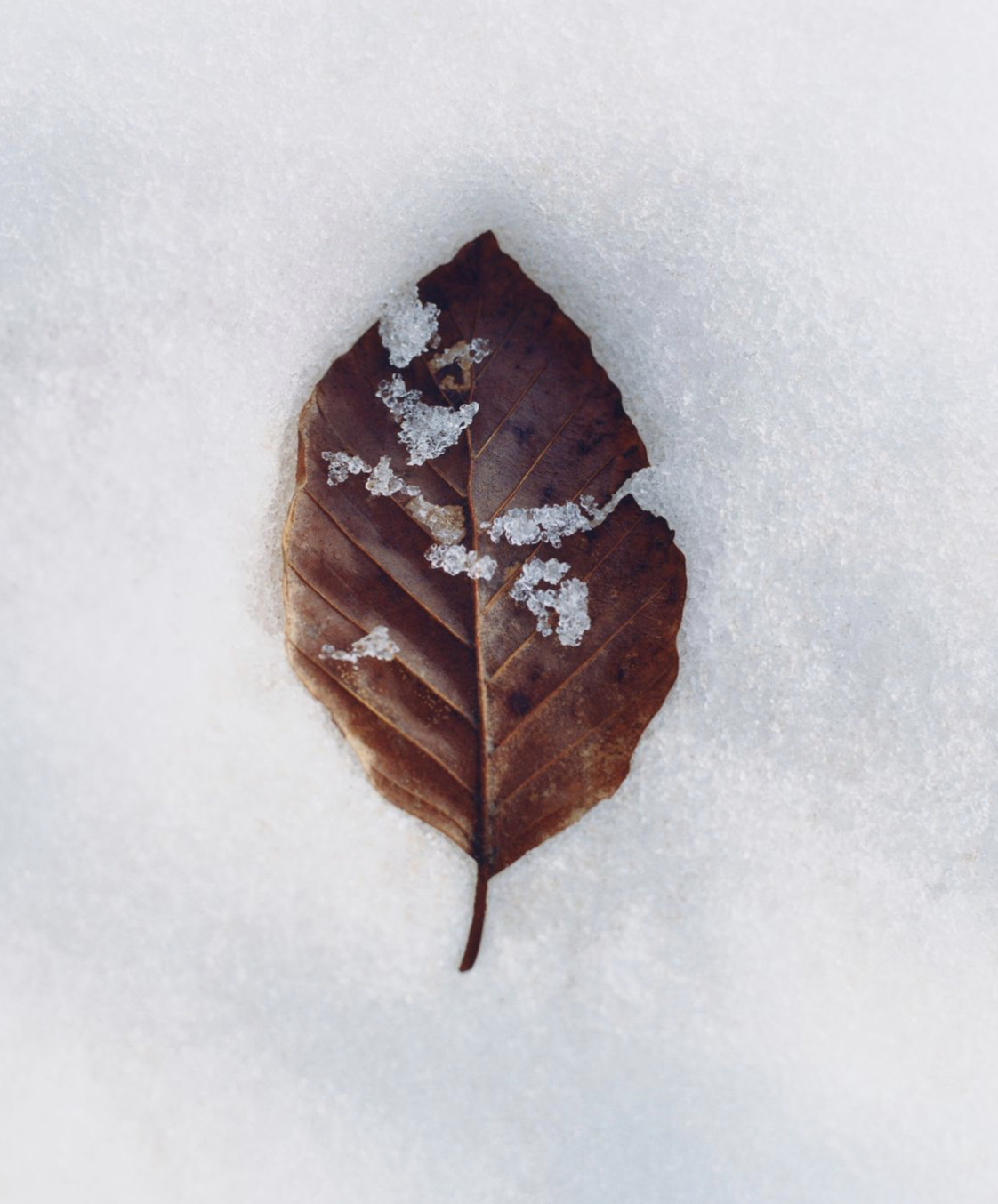 A brown leaf with snow and ice crystals on it, lying on a bed of snow.