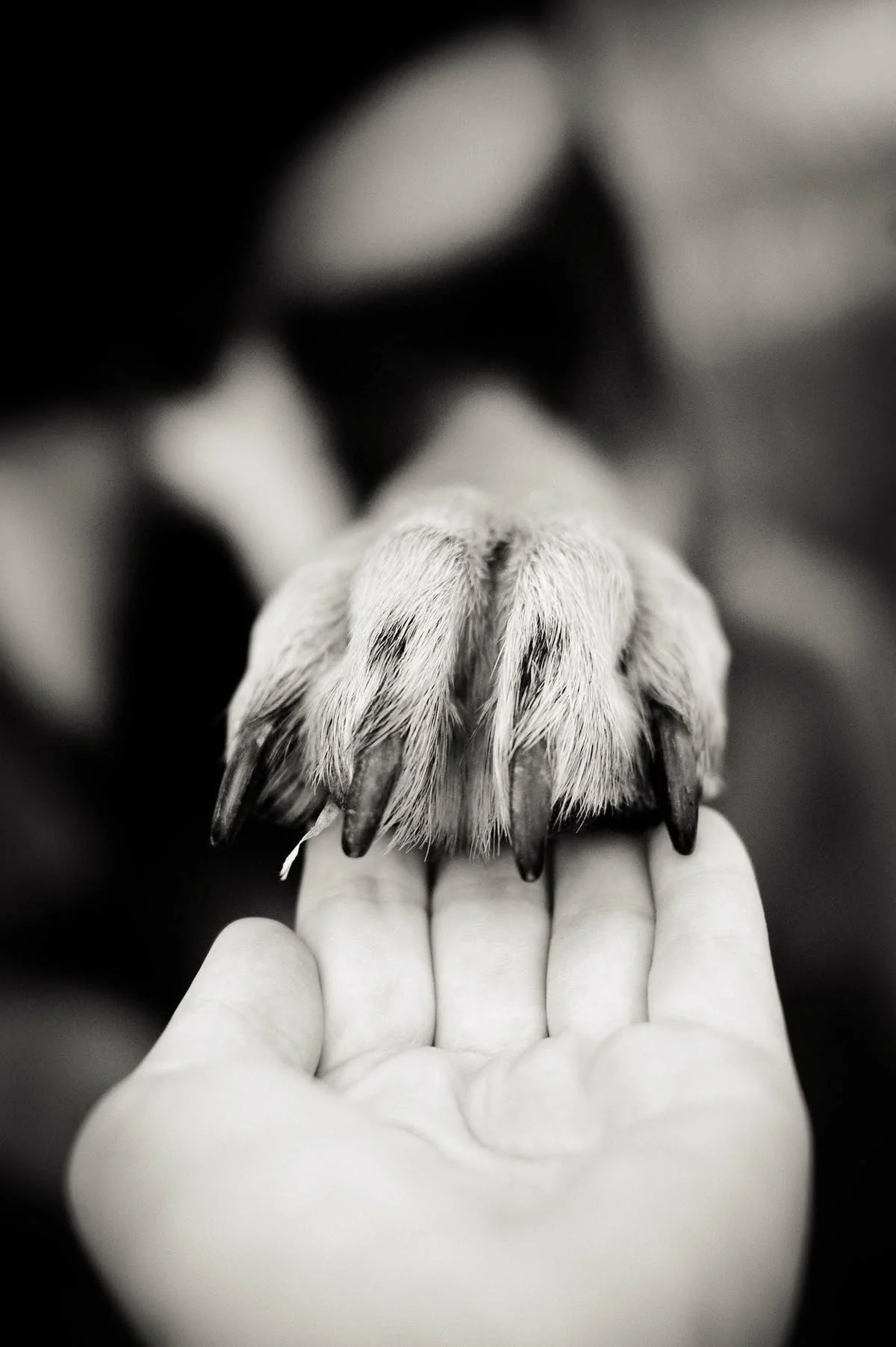 Close-up of a person's hand holding an animal paw, possibly a cat or dog paw, in black and white