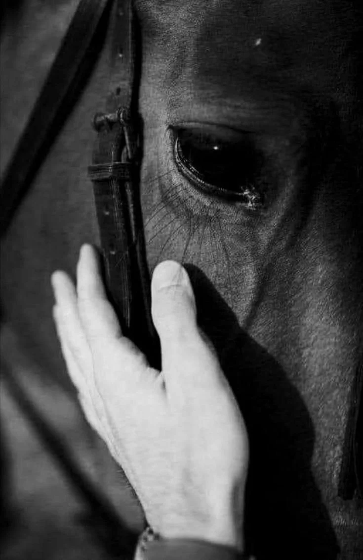 Close-up of a person holding a horse's bridle, with the horse's eye visible and a tear falling from it in black and white.