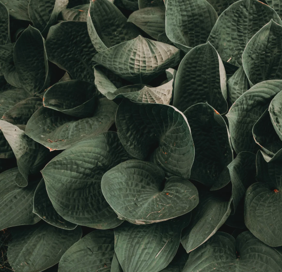 Biophilic Design: Designing for Academic Spaces