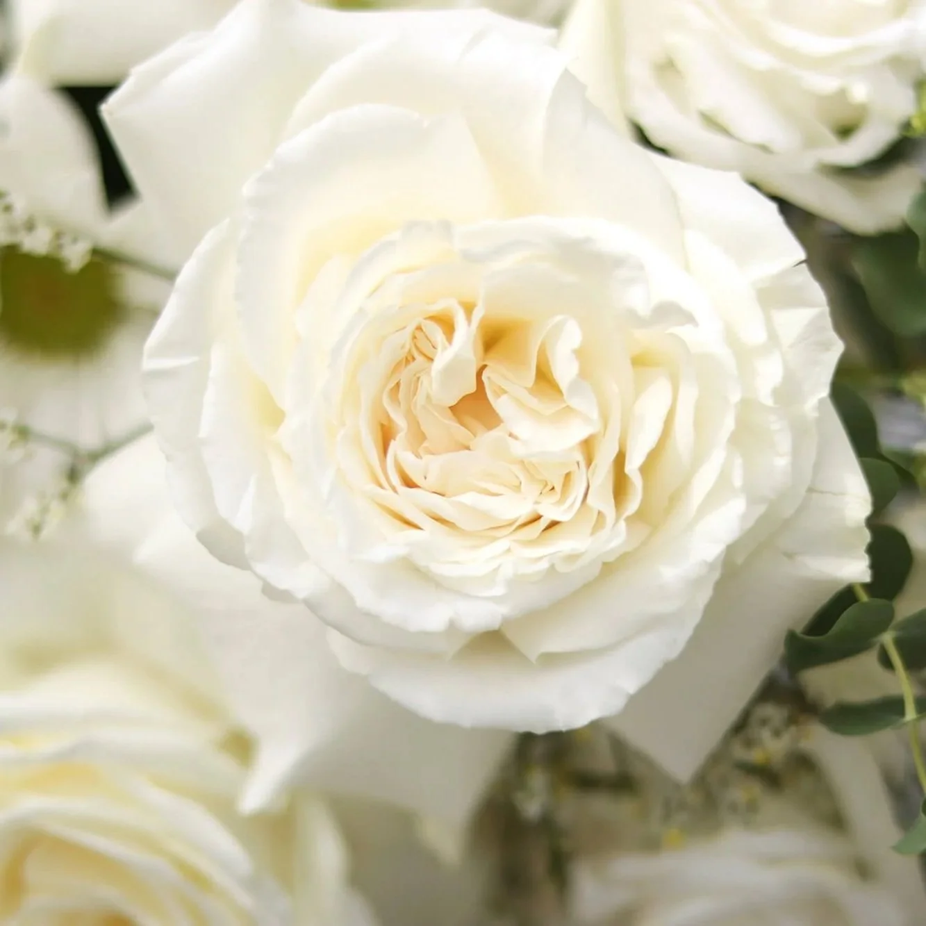 Bloom & Branch Evermore