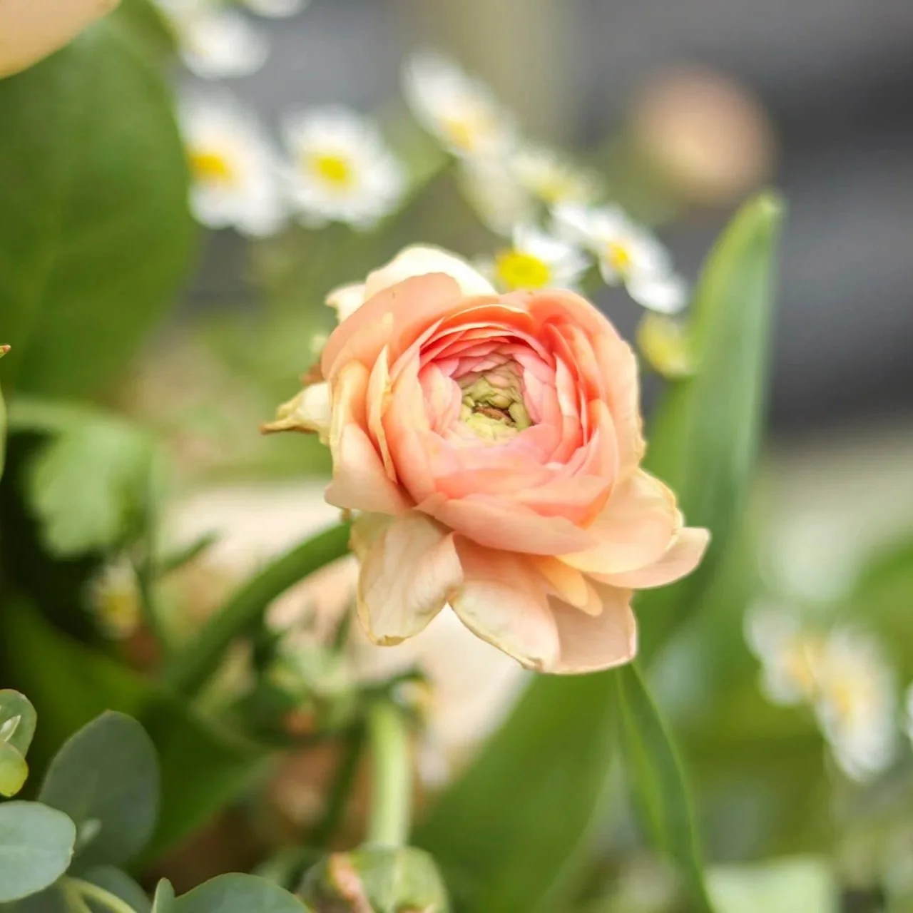 Bloom & Branch Sweet Apricot