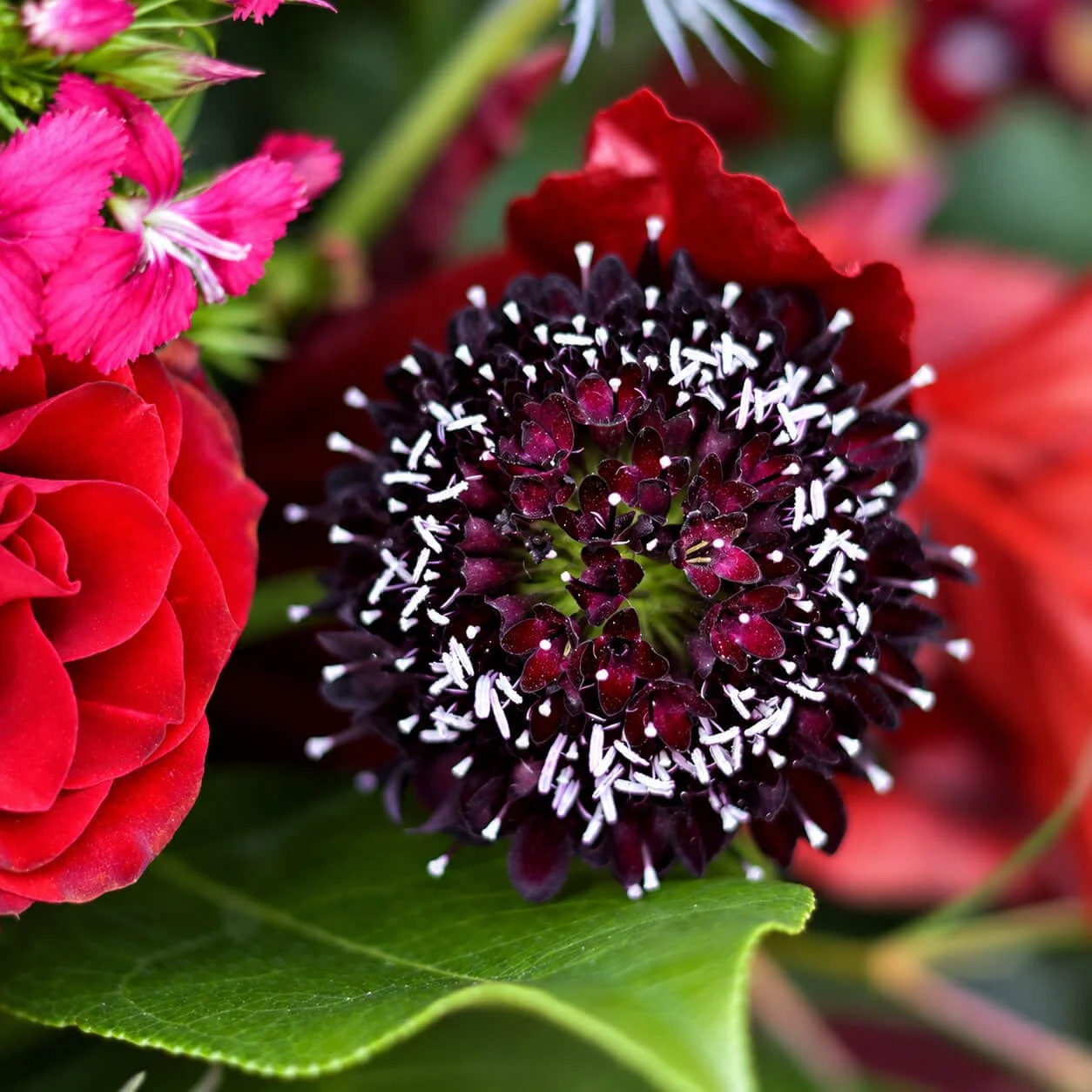 Spellbound Bloom & Branch