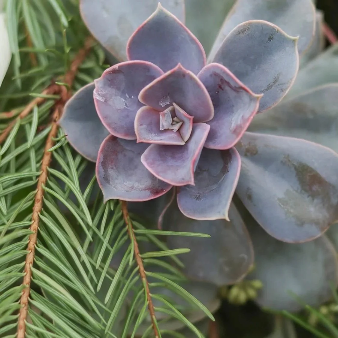 Bloom & Branch Plant & Blossom Garden