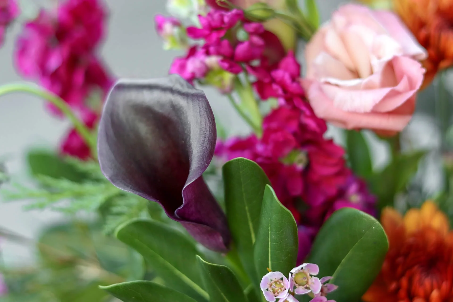 A closeup of a deep purple Calalilly next to pink roses and bright magenta blooms.