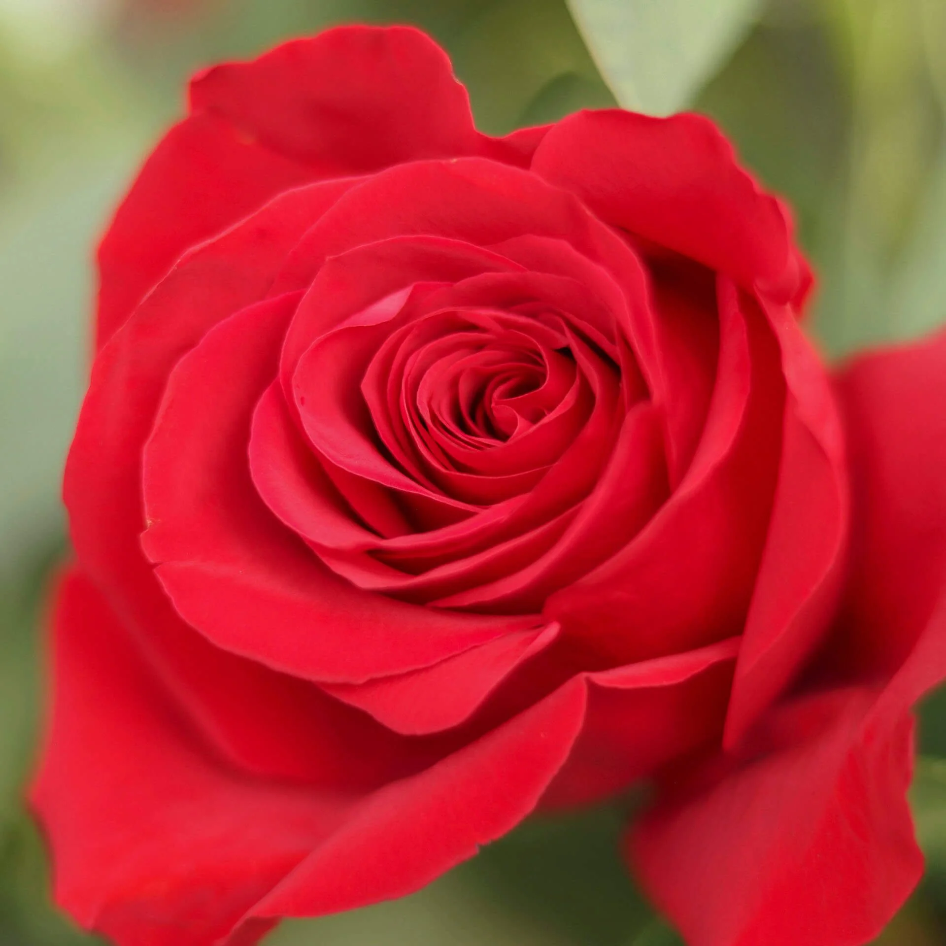 Bloom & Branch Forever Yours