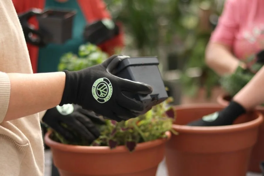 Image of succulents, pine and white roses.