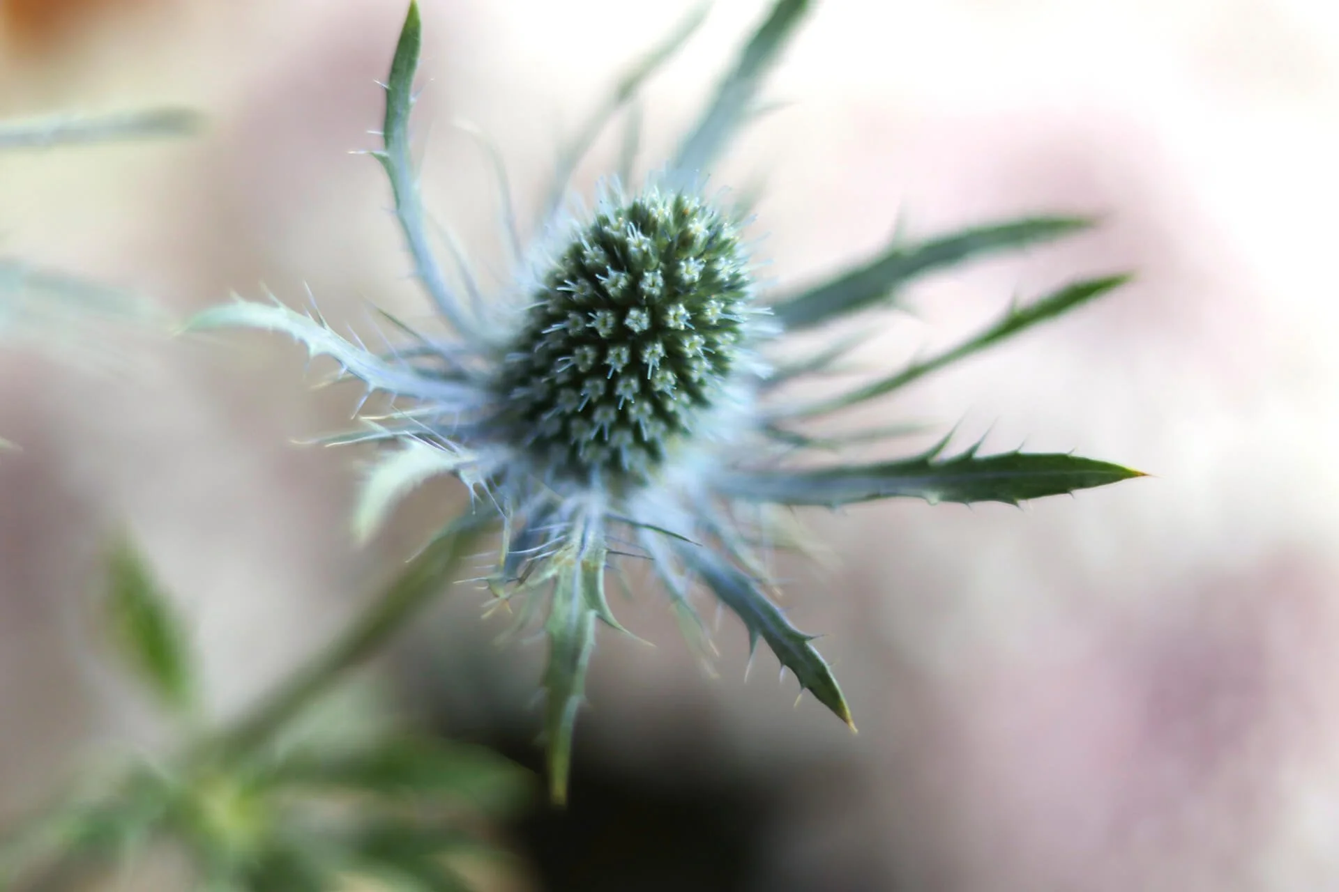 A blue and green close up of a bloom.