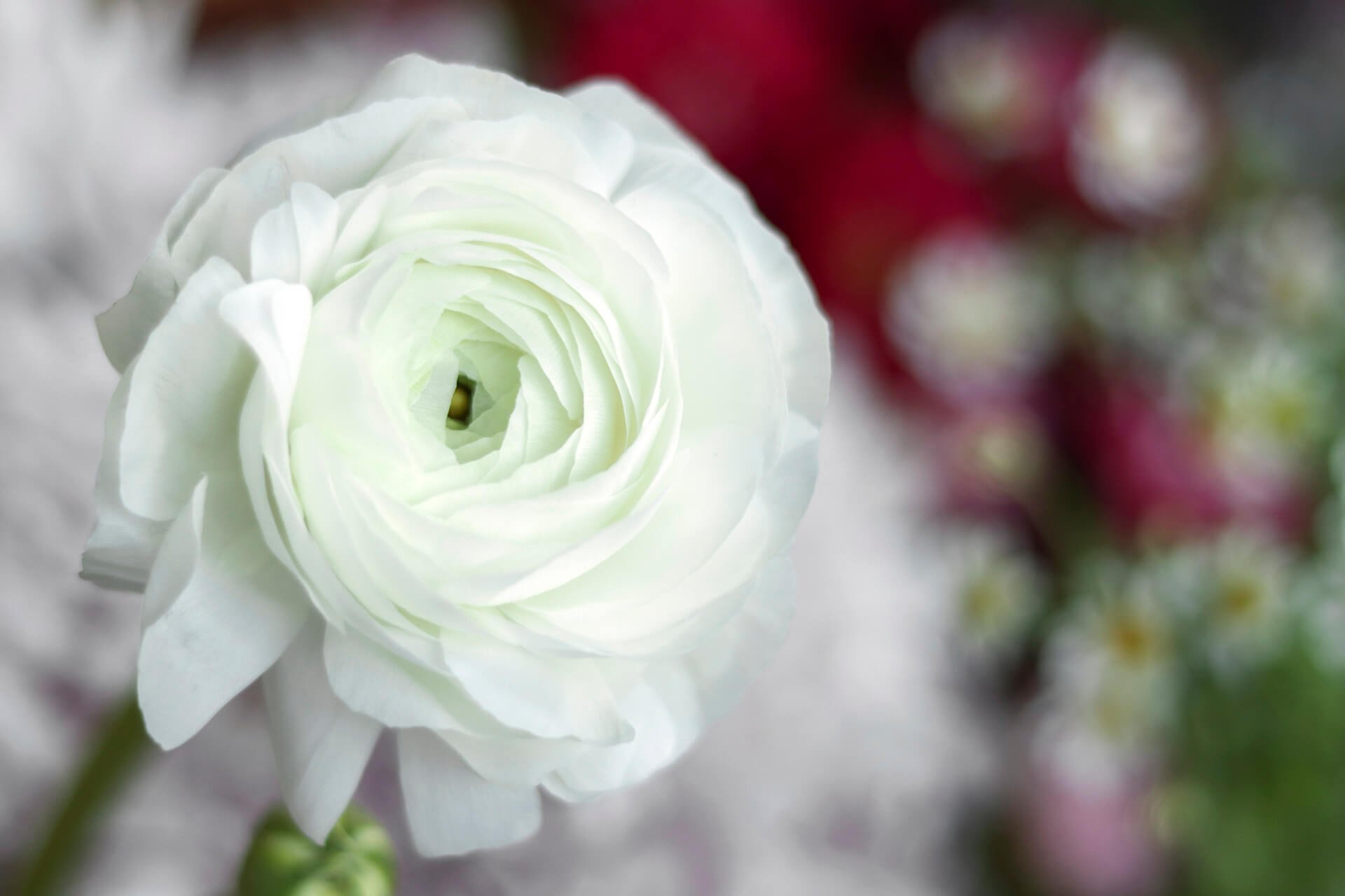 Image of a white peony.