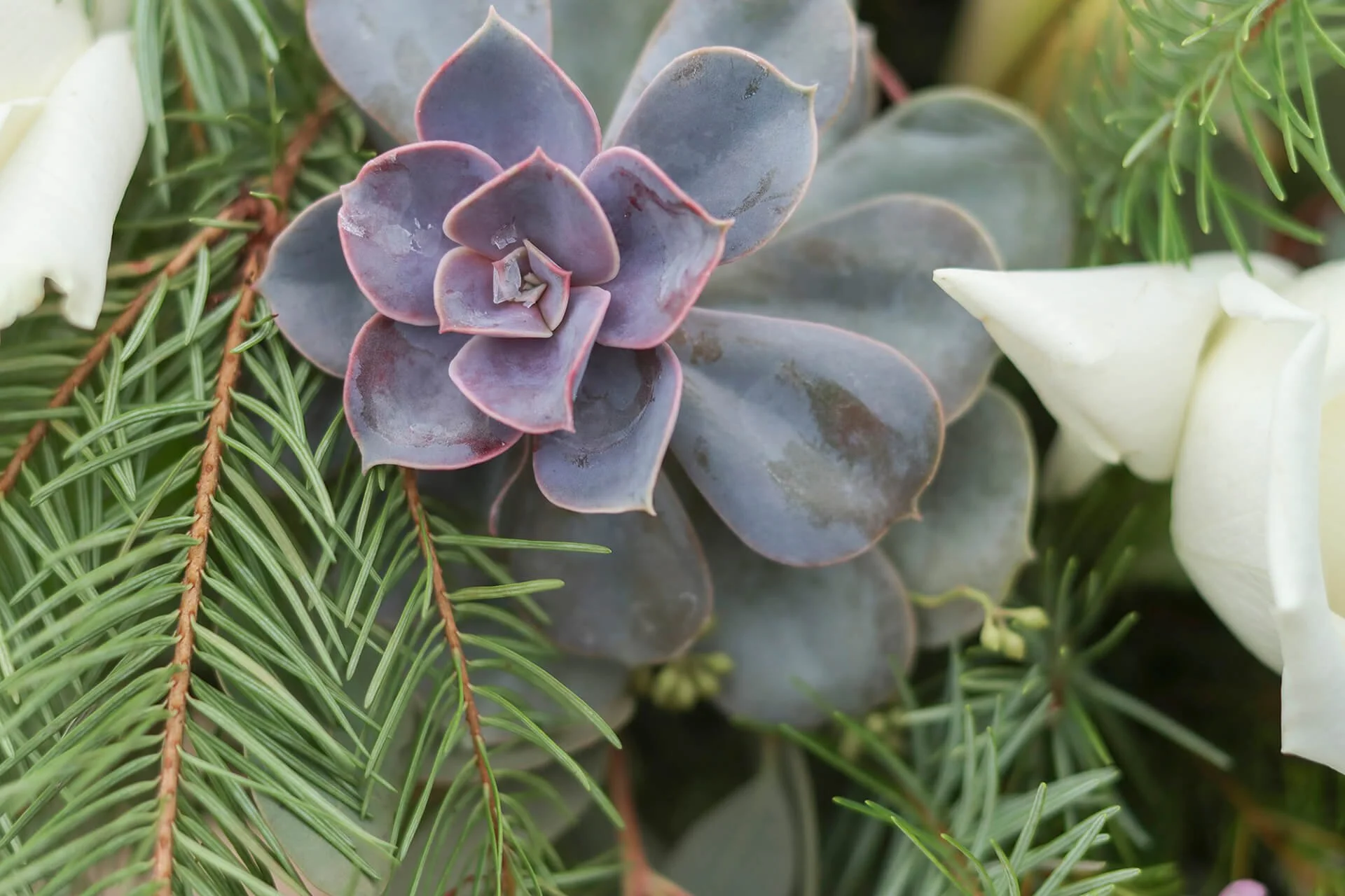 Image of succulents, pine and white roses.