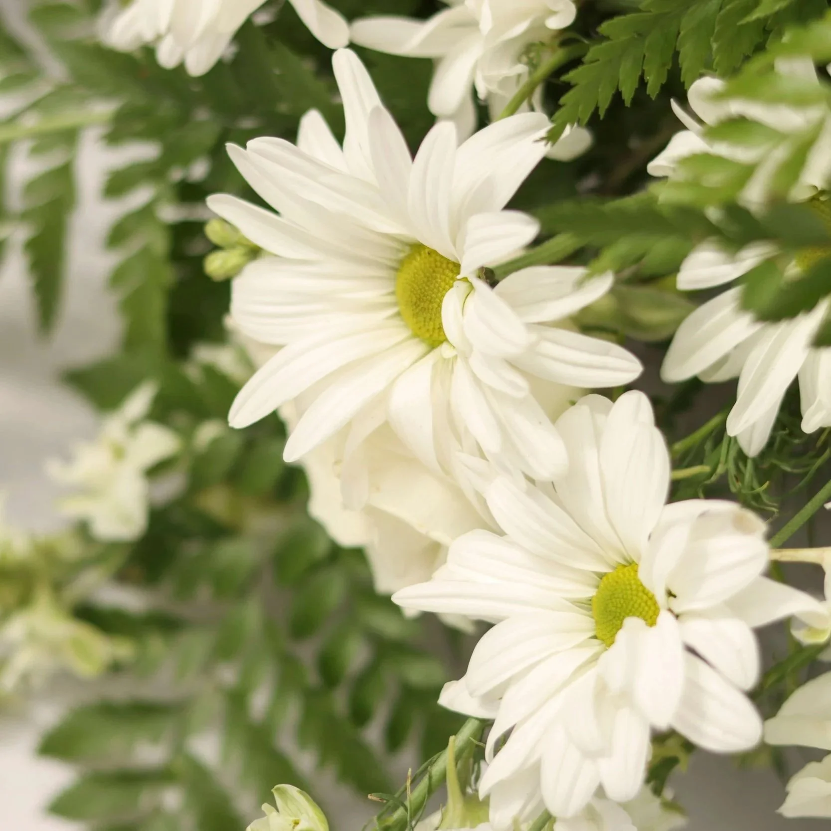 Bloom & Branch Evermore
