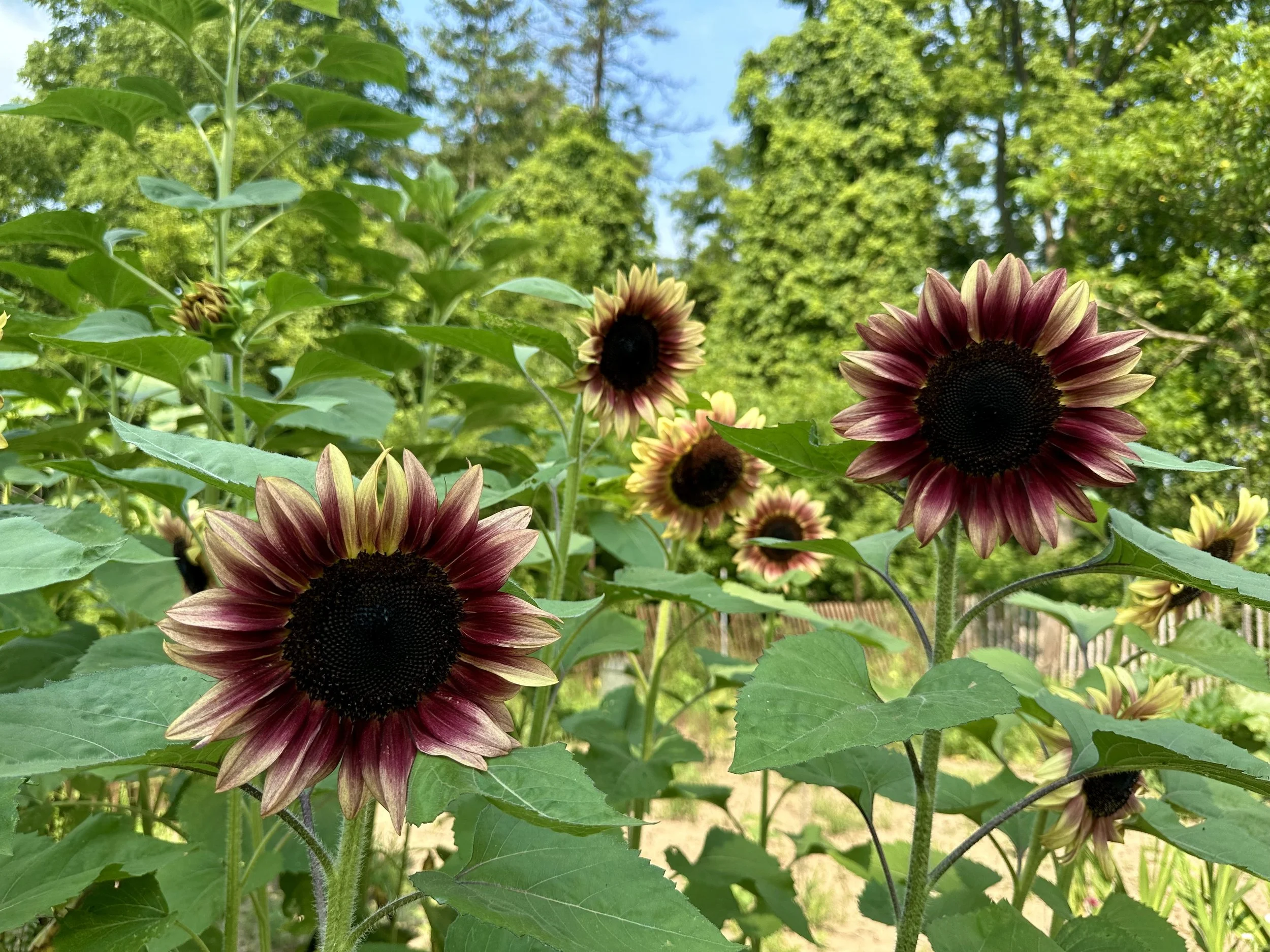 A group of blooming sunflowers with dark centers and pinkish petals in a garden with green foliage and trees in the background.