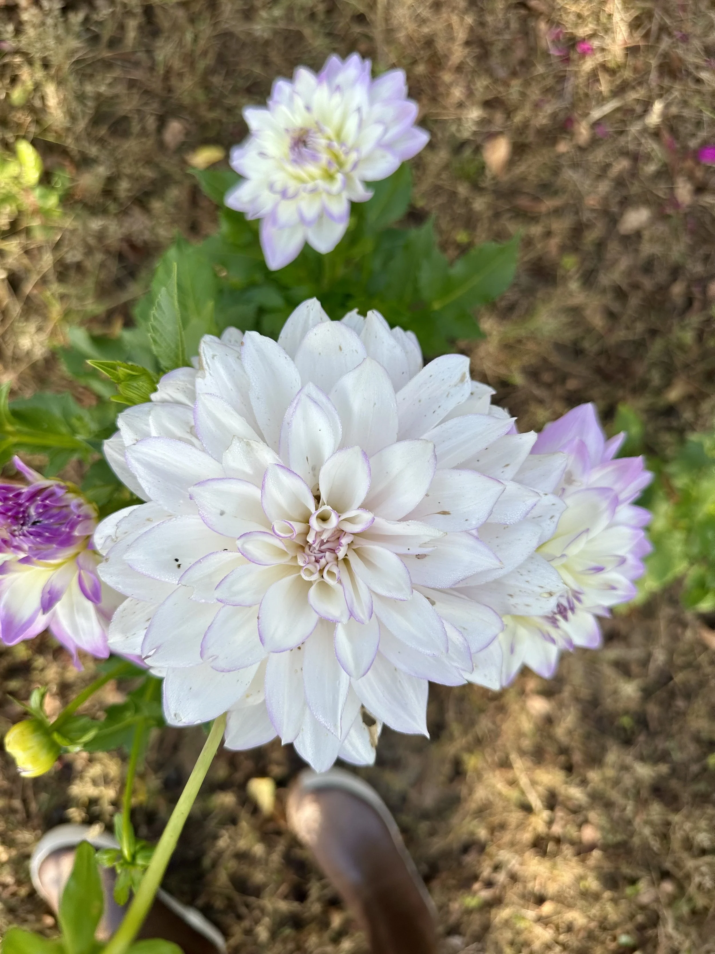 Close-up of white and light purple dahlia flowers in bloom, with some green leaves and a blurred background of soil and other flowers.