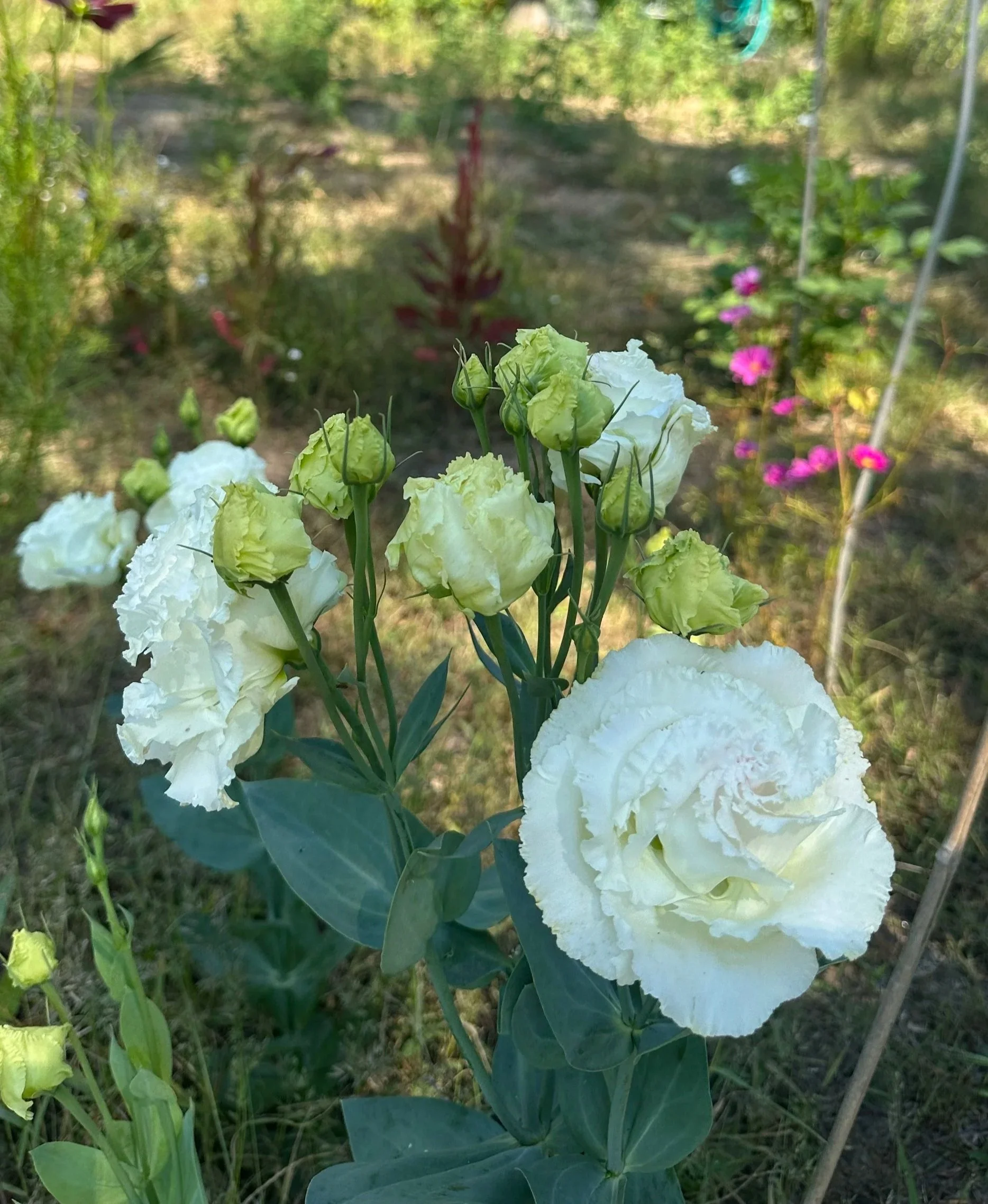 Close-up of white carnations with ruffled petals and green buds in a garden
