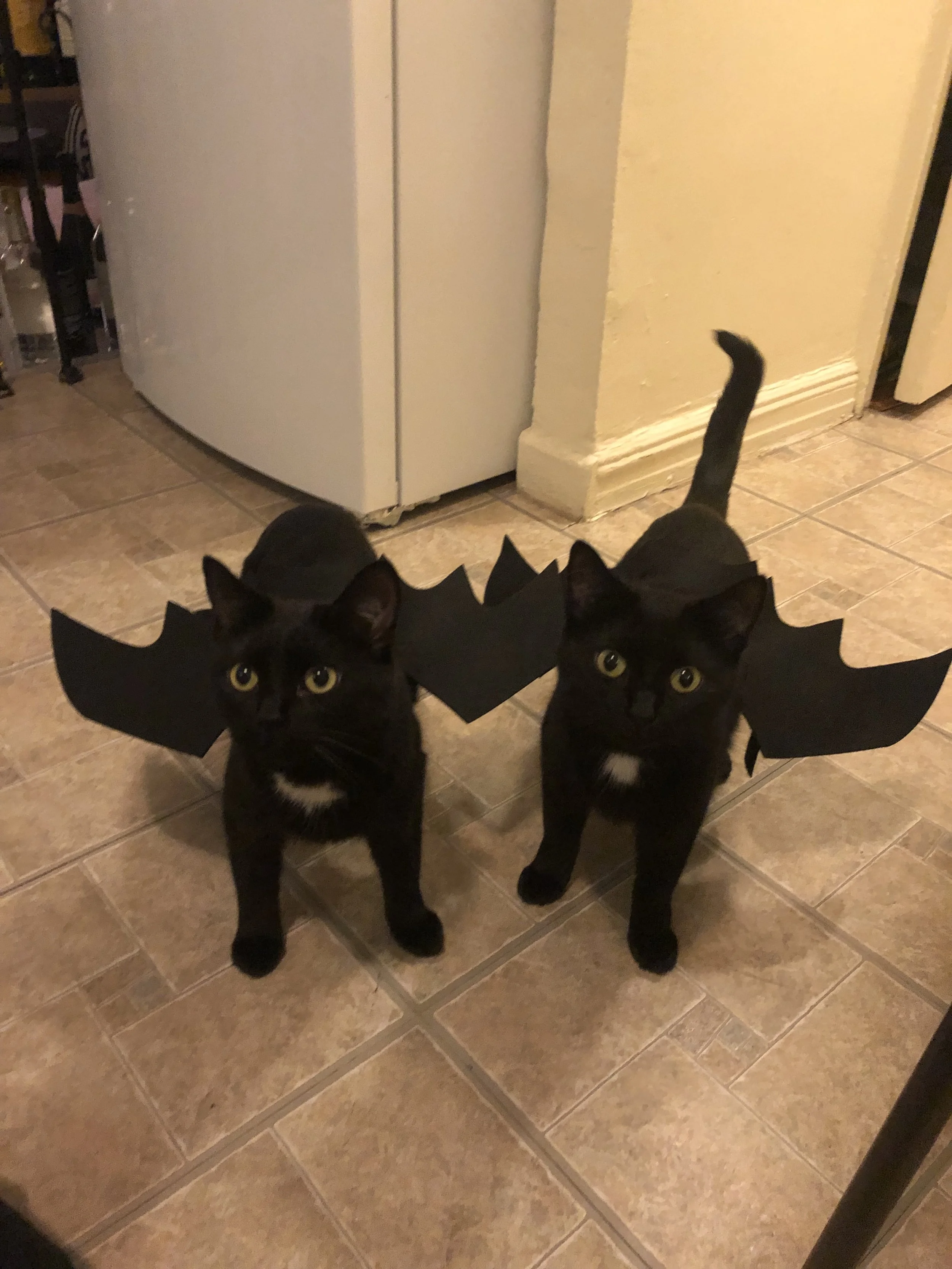 Two black cats with bat wings costume around their necks standing on a tiled kitchen floor.