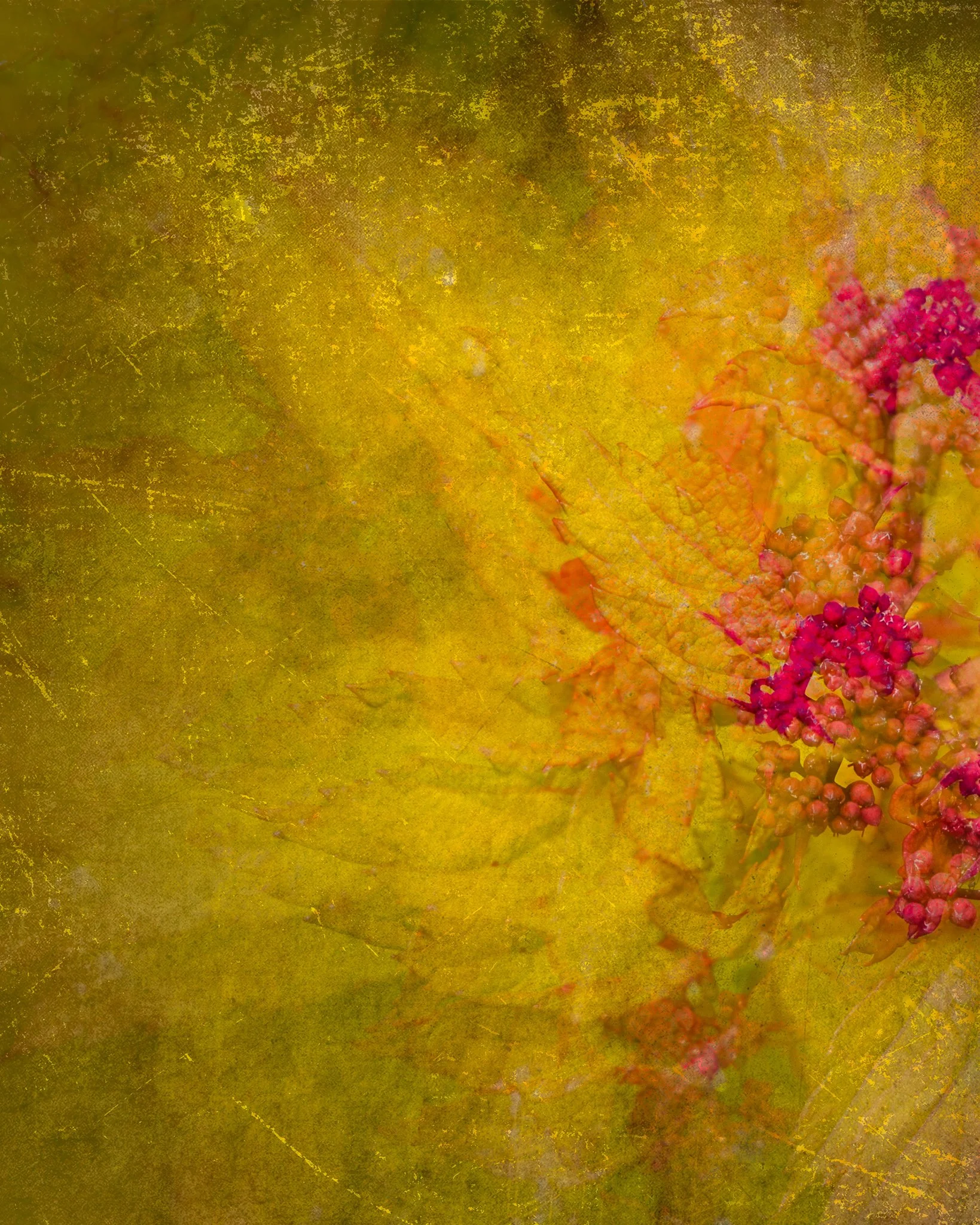 Golden Wonder | Oregon | 2025