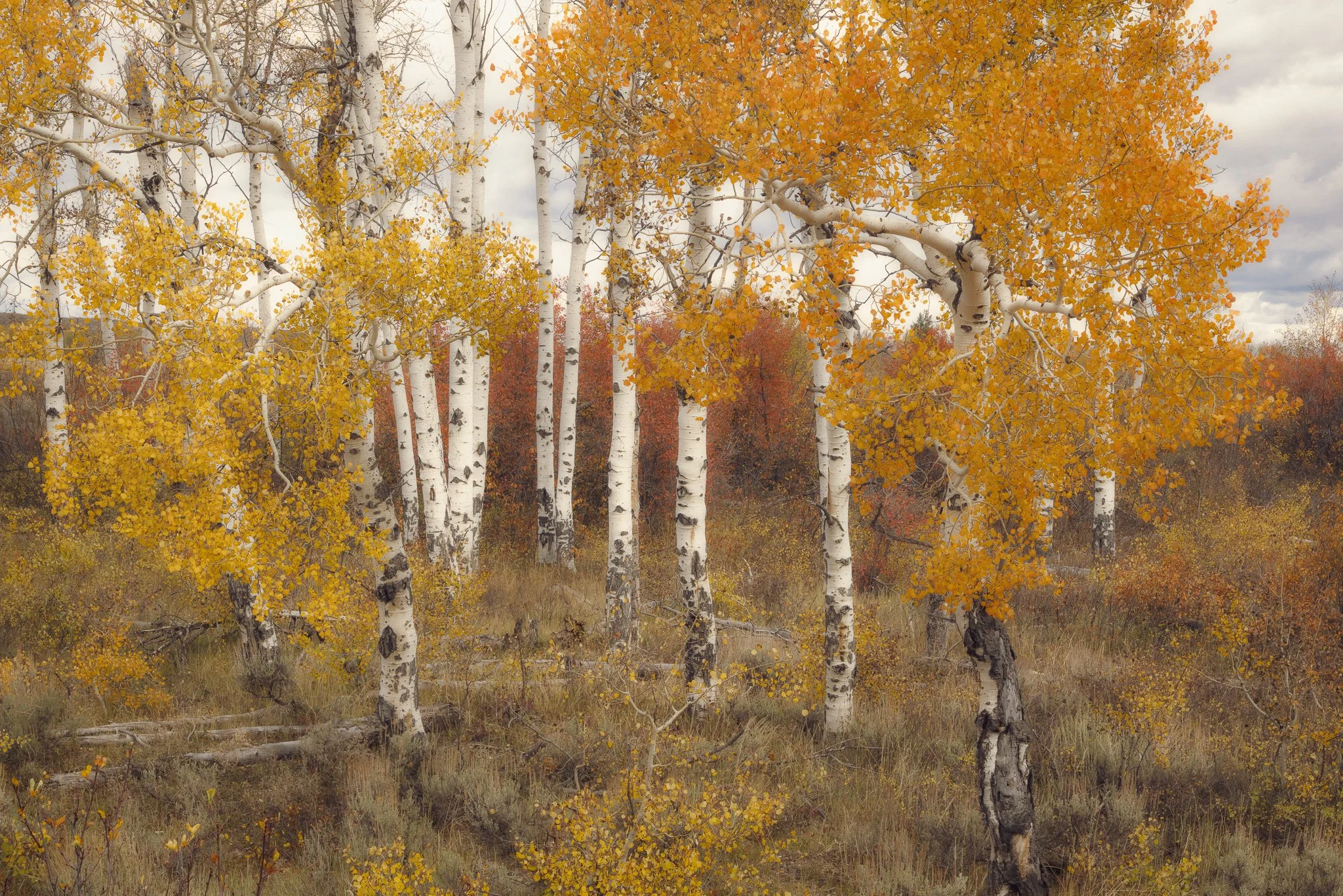 Autumnal Shift | Grand Teton National Park, Wyoming | 2025